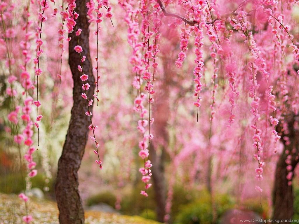 1024x768 Beautiful Spring, Pink Flowers Bloom, Trees Wallpaper, Beautiful HD. Desktop Background