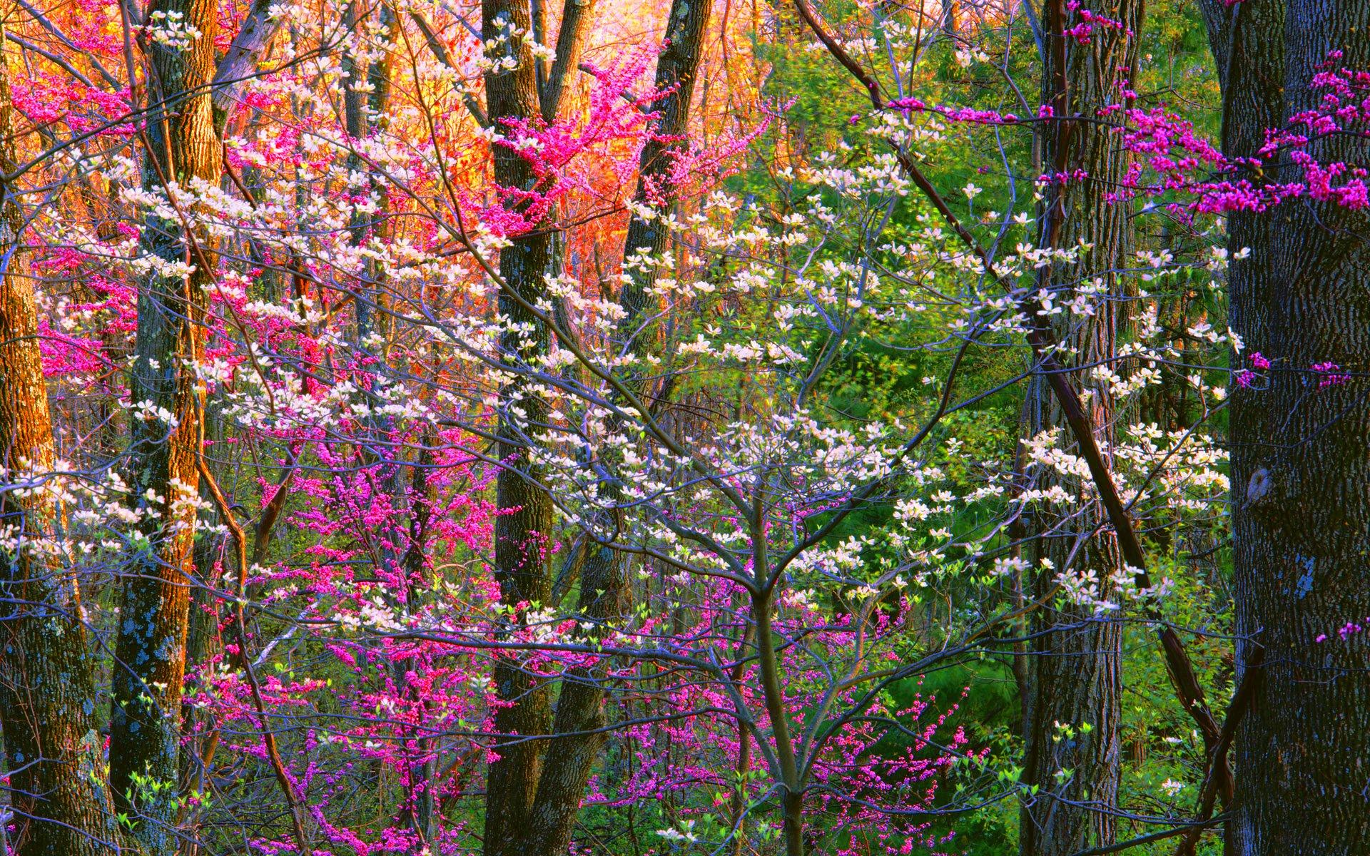 1920x1200 Flowering Trees in Spring Forest HD Wallpaper