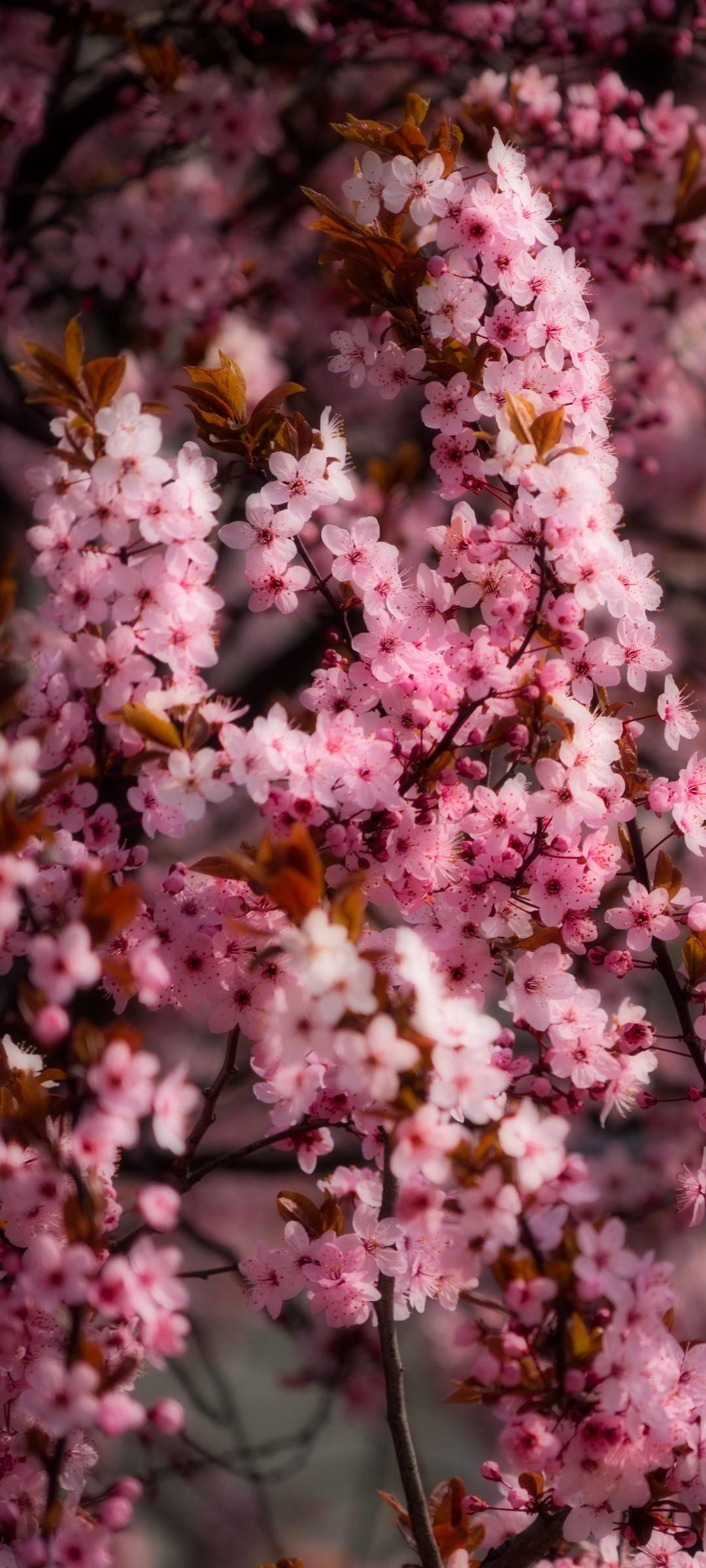 1080x2400 Pink Flowers Tree Wallpaper