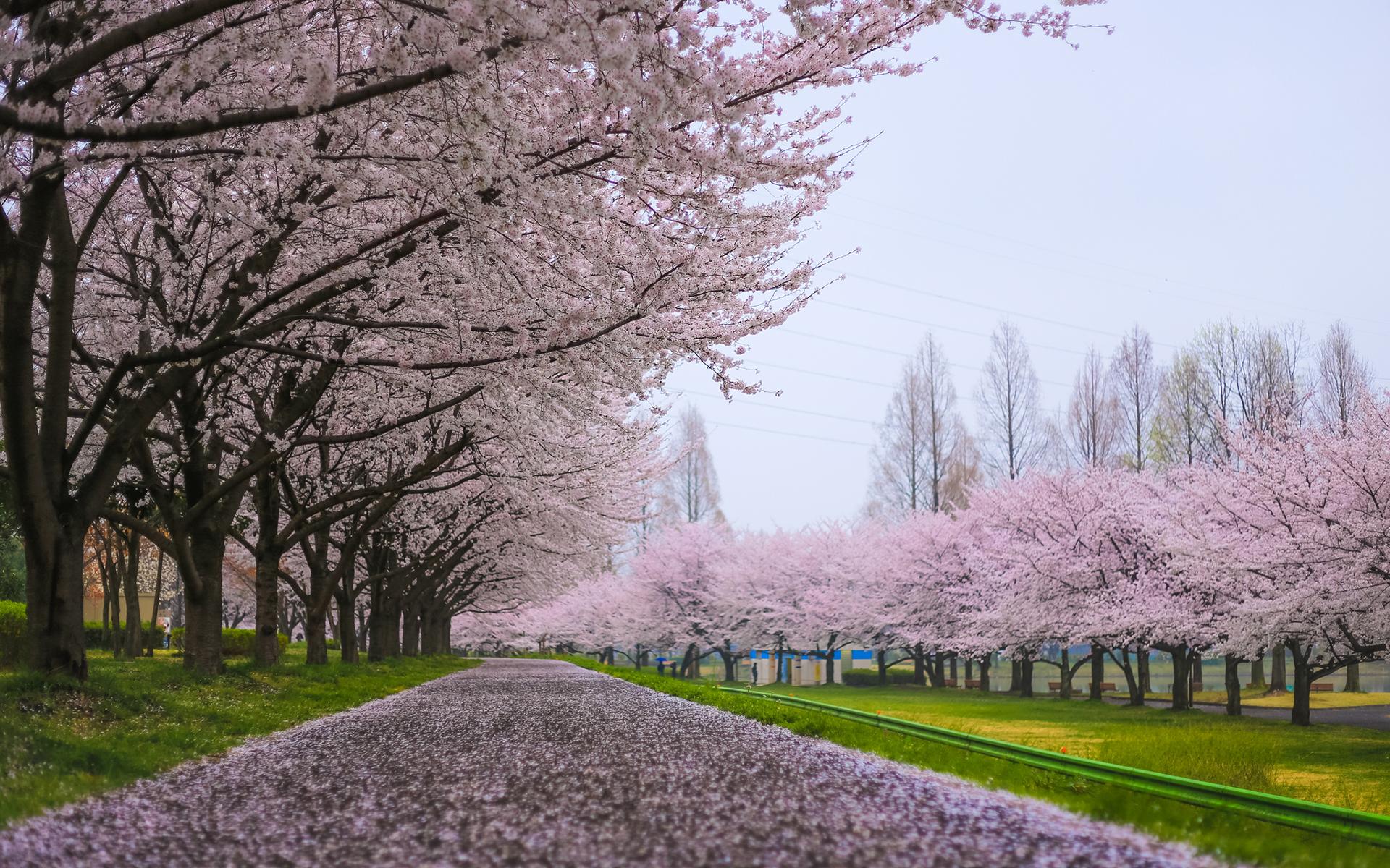 1920x1200 cherry, Blossom, Flowers, Tree, Path, Tree Wallpaper HD / Desktop and Mobile Background