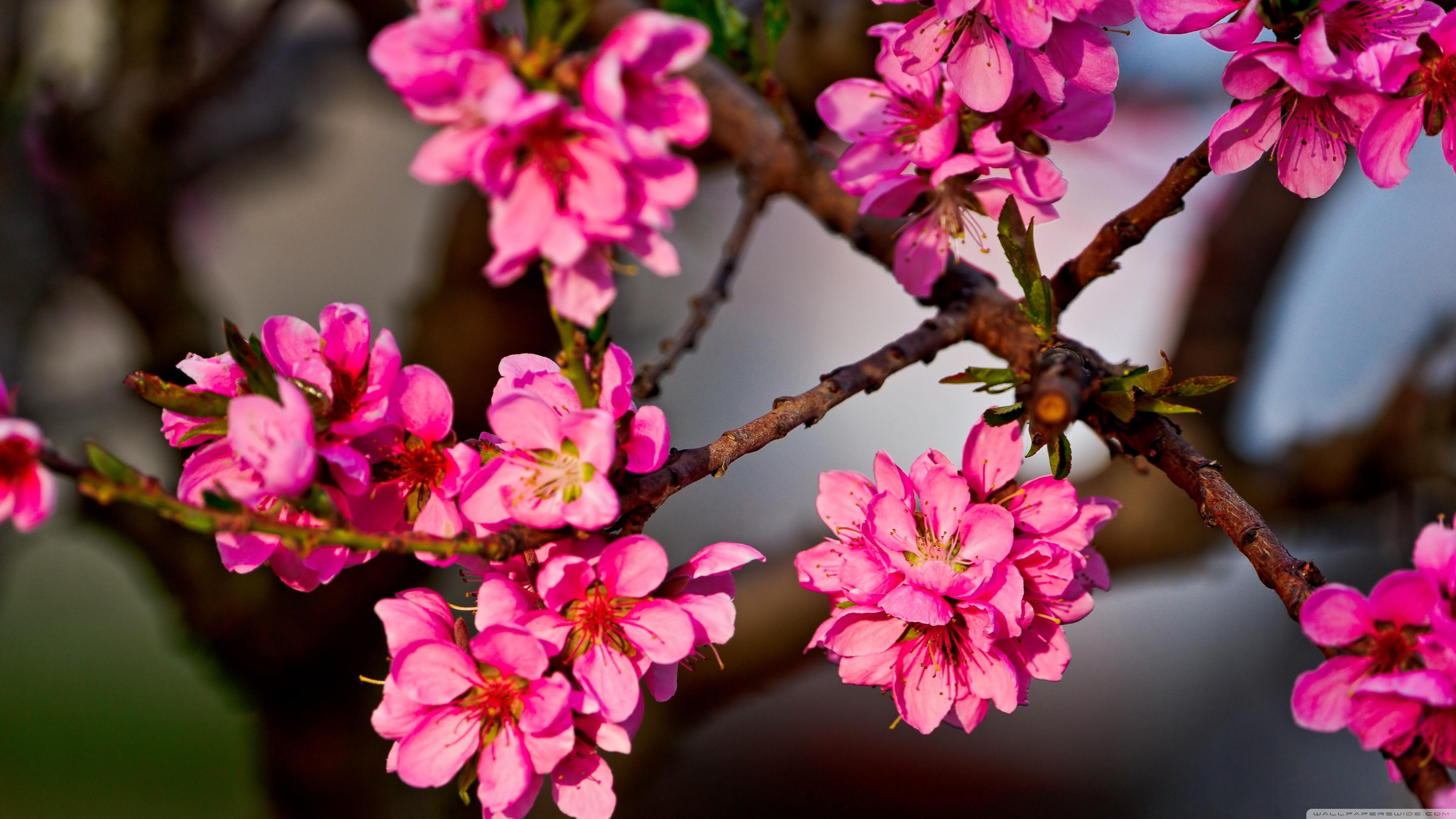 3840x2160 Flowering Trees Wallpaper