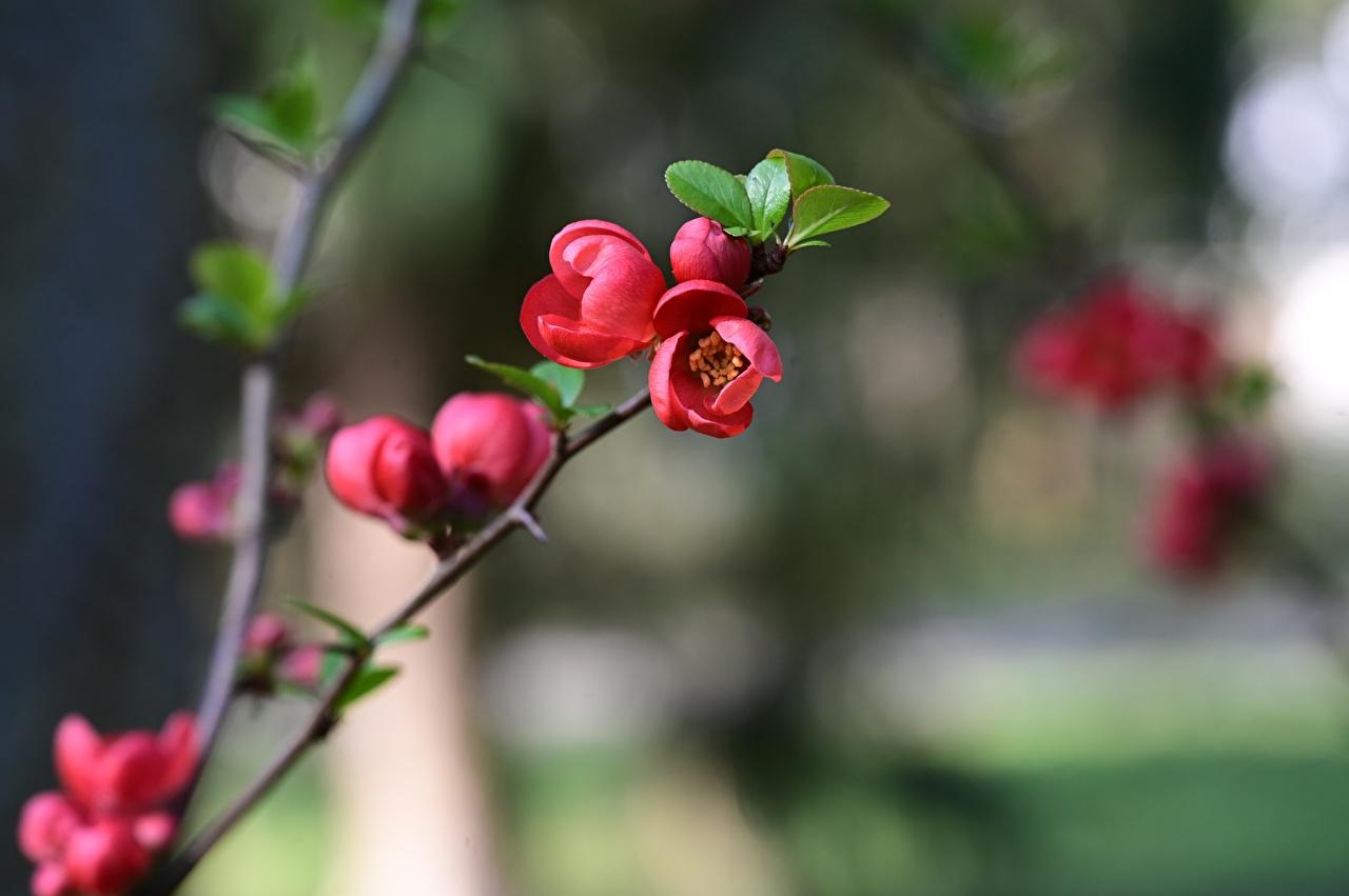 1280x851 Wallpaper blurred background Pink color Flowers Branches Flowering