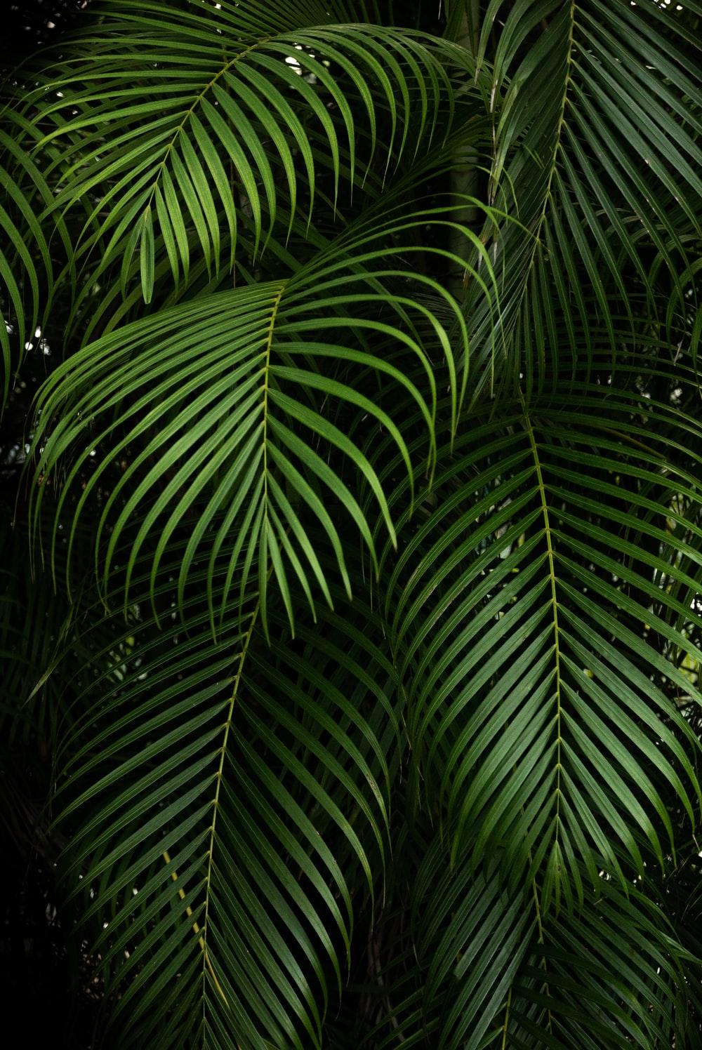 Green Plant Desktop Wallpapers - Top Free Green Plant Desktop Backgrounds -  WallpaperAccess