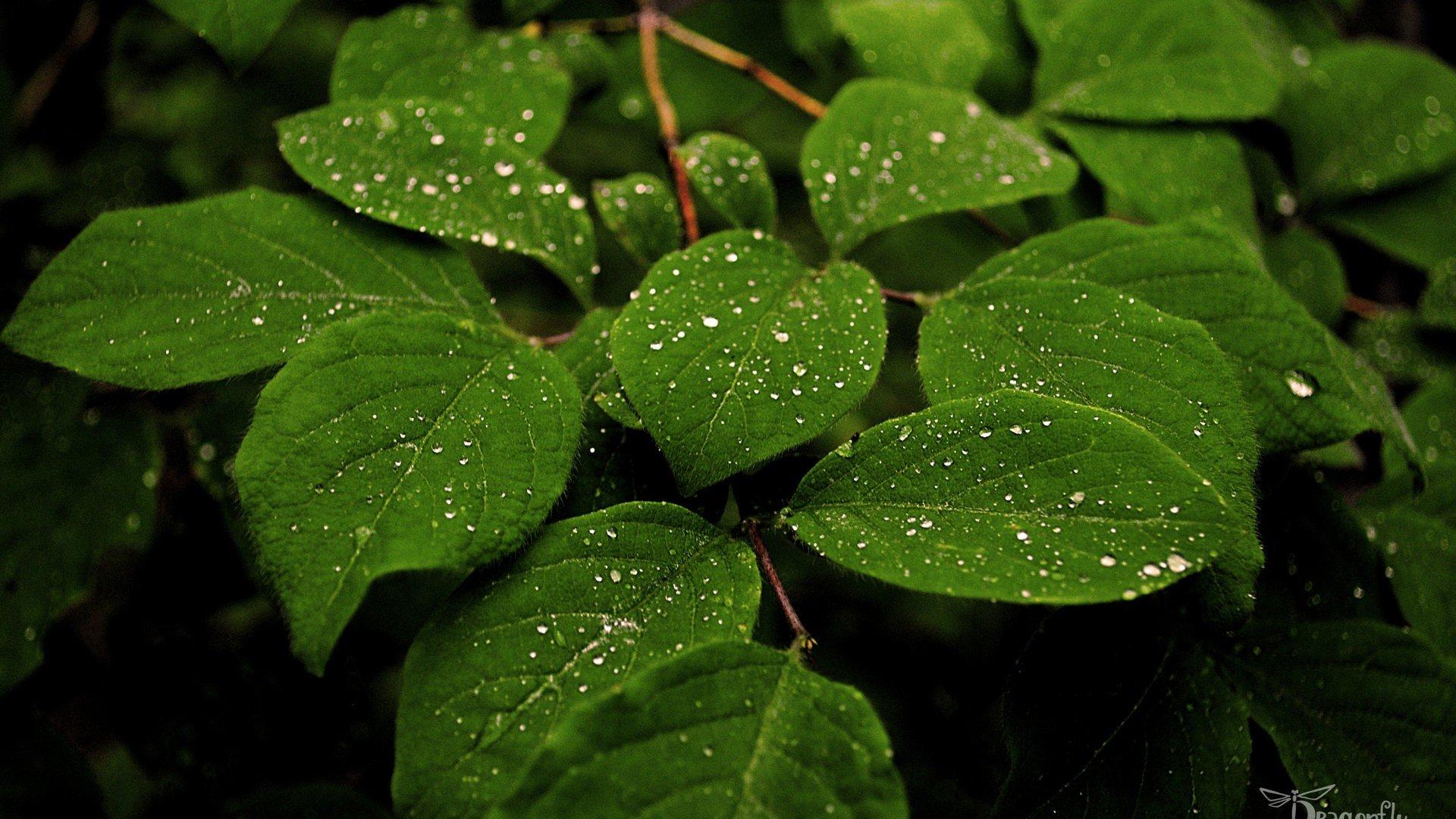 1920X1080 Plant Wallpapers - Top Free 1920X1080 Plant Backgrounds