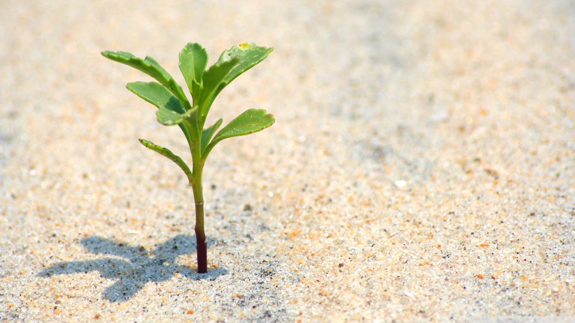1920x1080 Tiny Plant Ultra HD Desktop Background Wallpaper for 4K UHD TV : Widescreen & UltraWide Desktop & Laptop