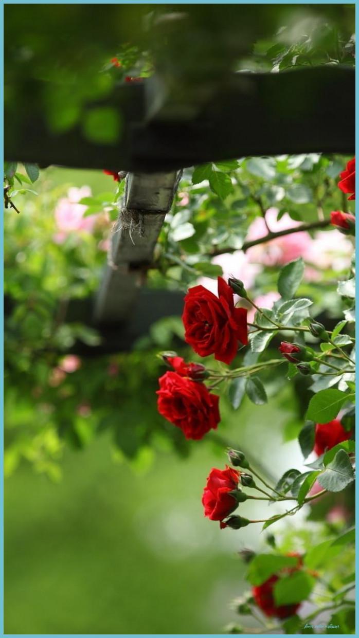 698x1241 Wallpaper HD Nature Flower Rose Nature Wallpaper