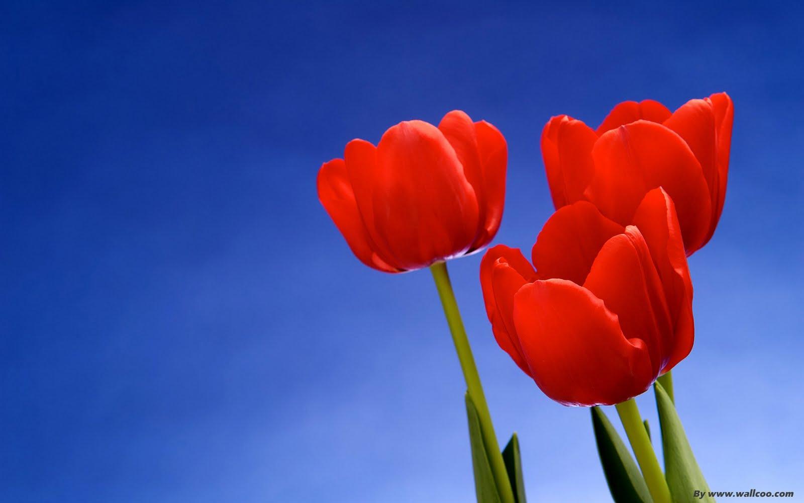 1600x1000 Nature flowers wallpaper for desktop, Nature wallpaper for vista, Nature wallpaper for desktop, Nature wallpaper animated, Amazing architecture homes