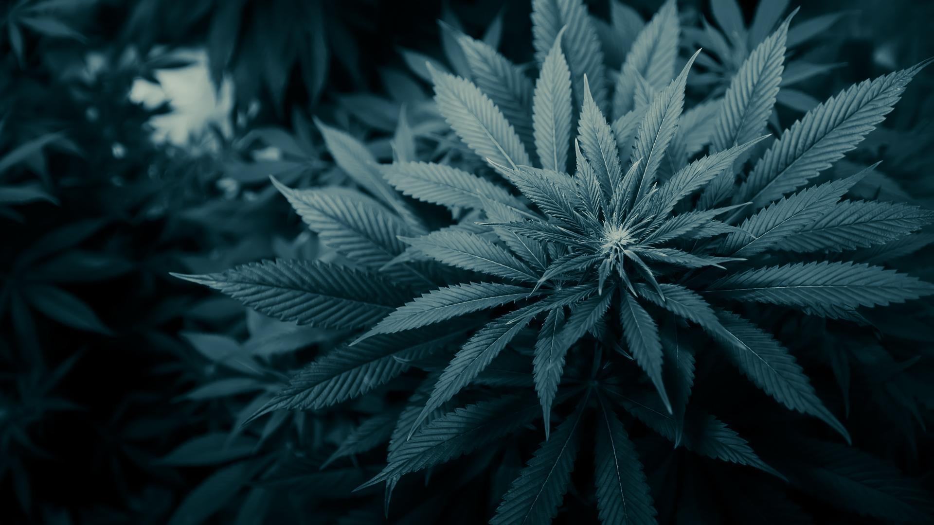 1920x1080 Plant Wallpaper and HD Background free download on PicGaGa