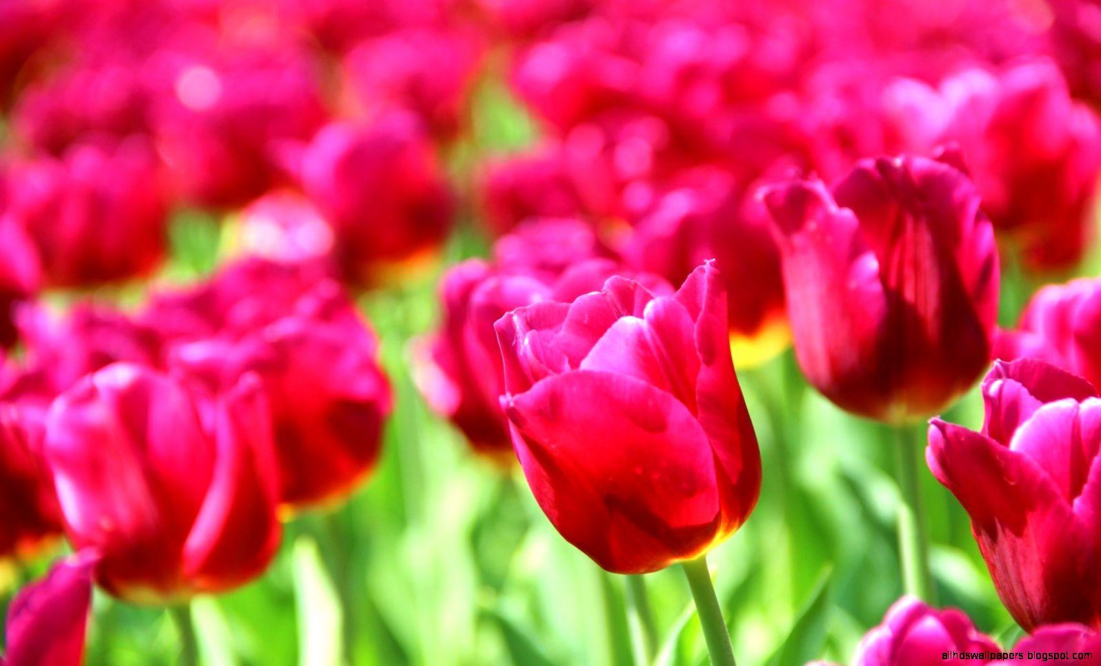 1596x966 Beautiful Nature Flowers Wallpaper HD Cool 7 HD Wallpaper HD & 4k Background HD Wallpaper