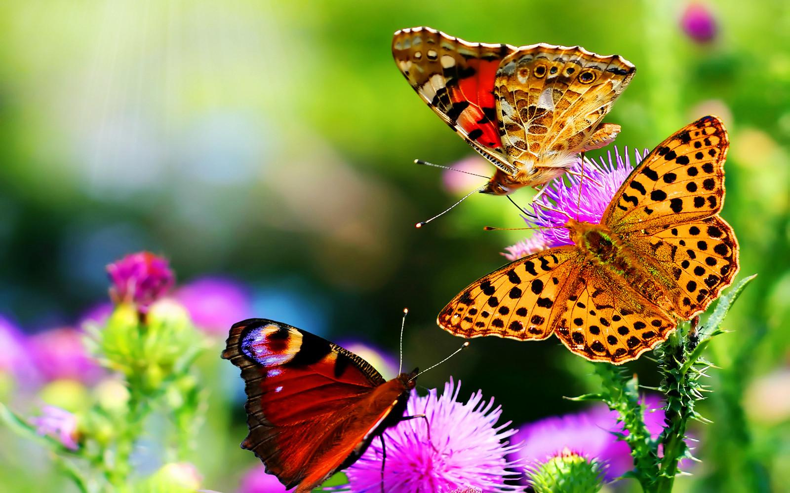 1600x1000 Flower Wallpaper HD Nature