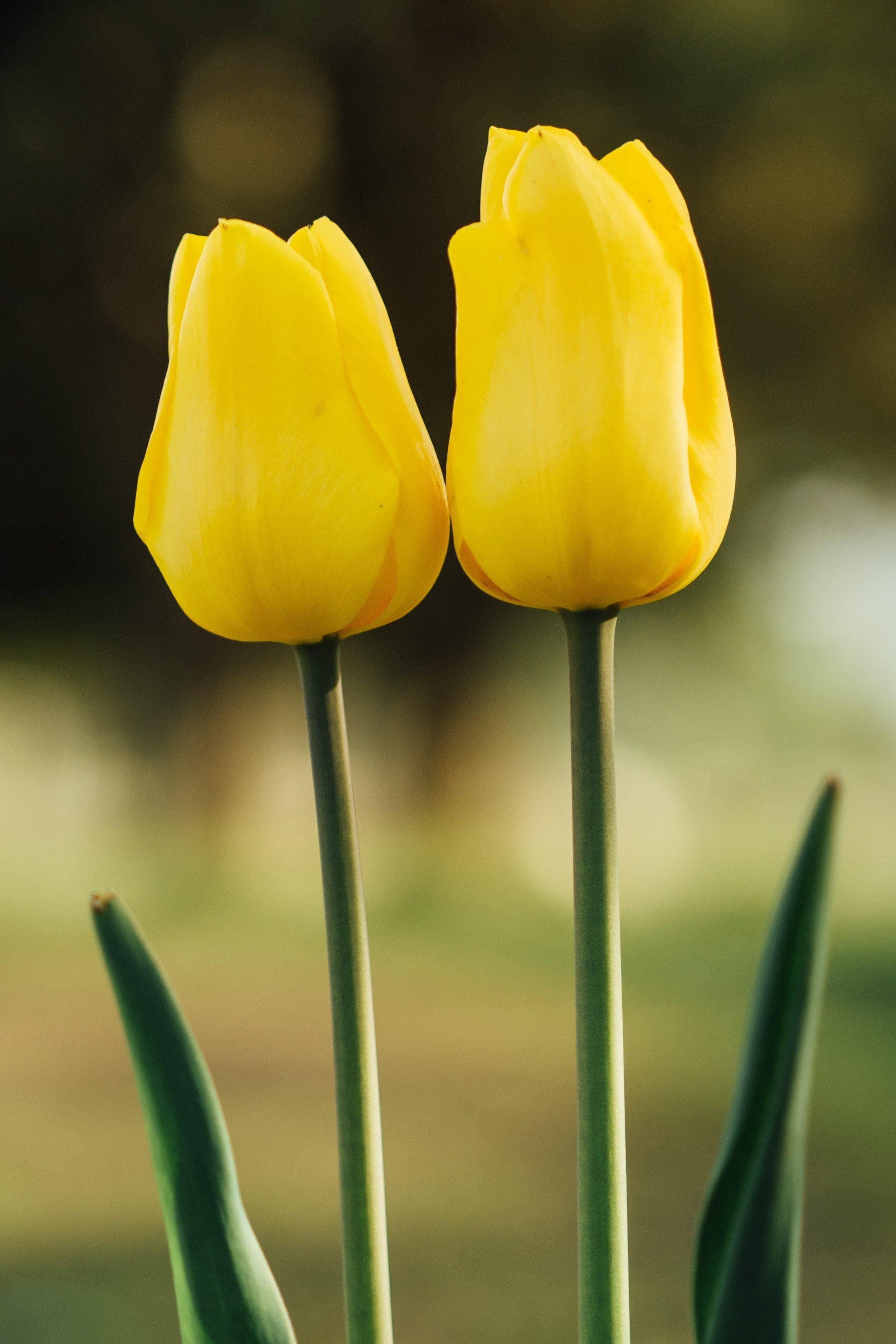 2299x3448 Nature Flower iPhone Wallpaper