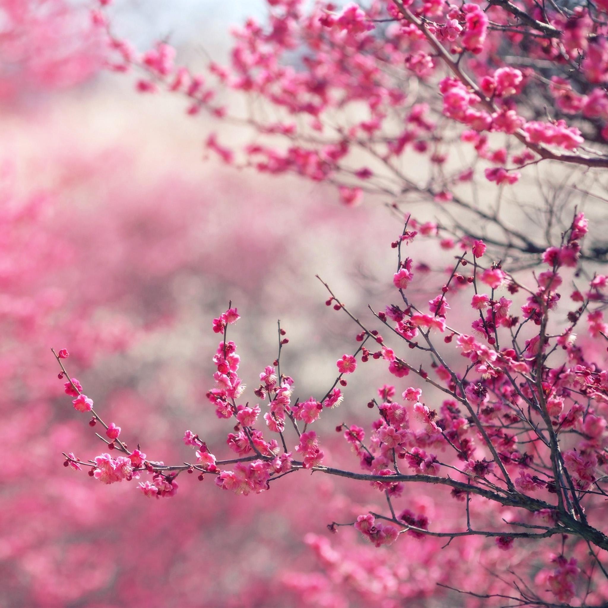 2048x2048 Pink Blossom Nature Flower Spring Love Wallpaper