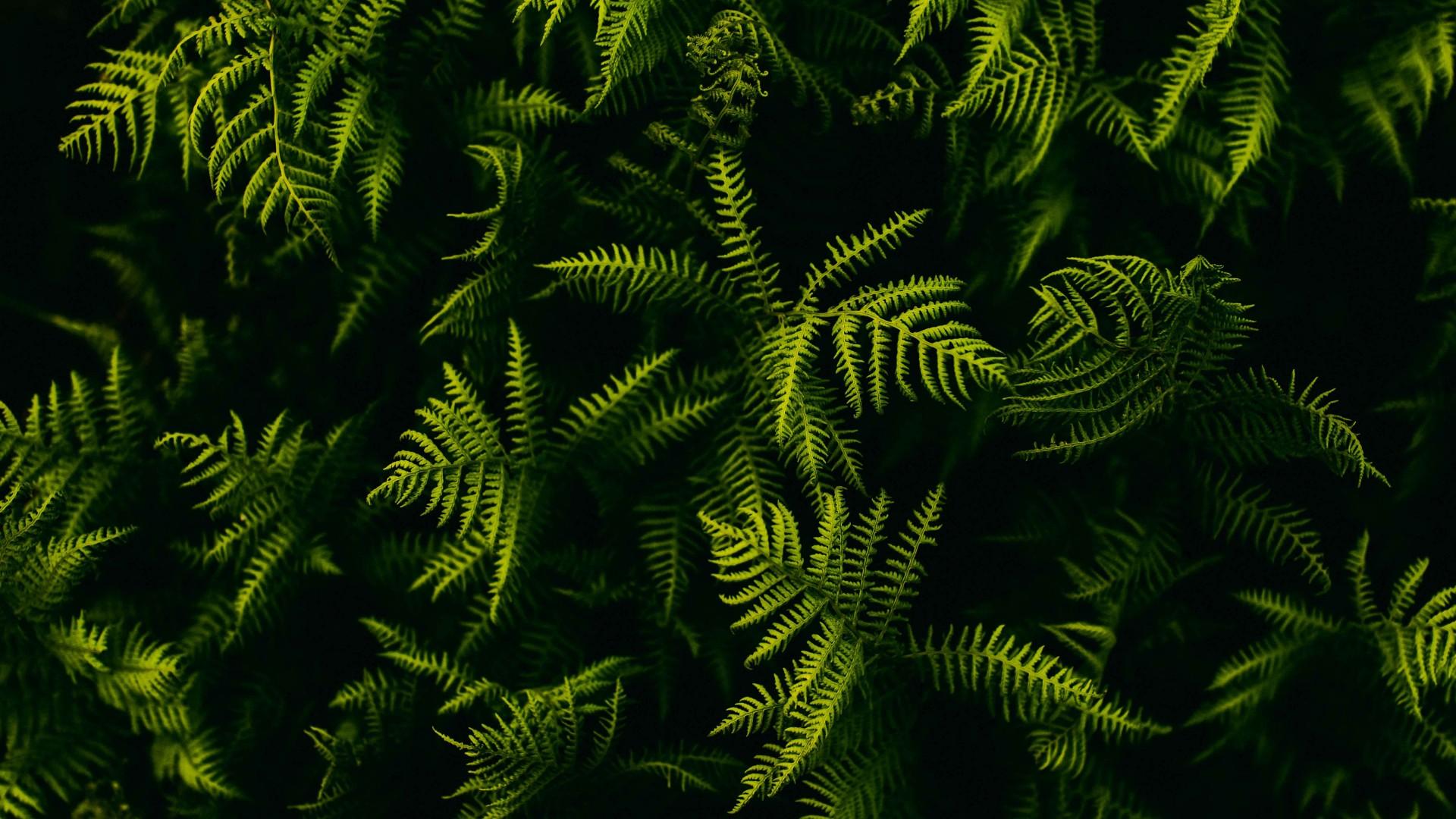 1920X1080 Plant Wallpapers - Top Free 1920X1080 Plant Backgrounds ...