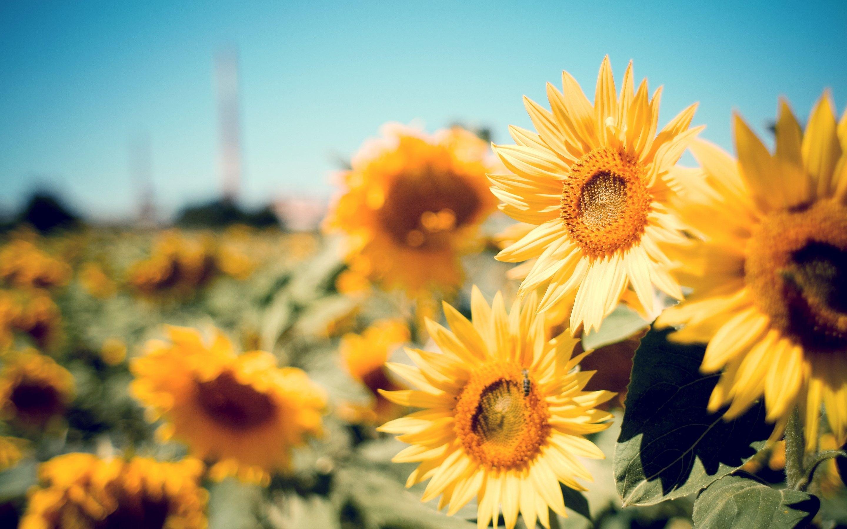 2880x1800 Sunshine and Flowers Computer Wallpaper, HD Sunshine and Flowers Computer Background