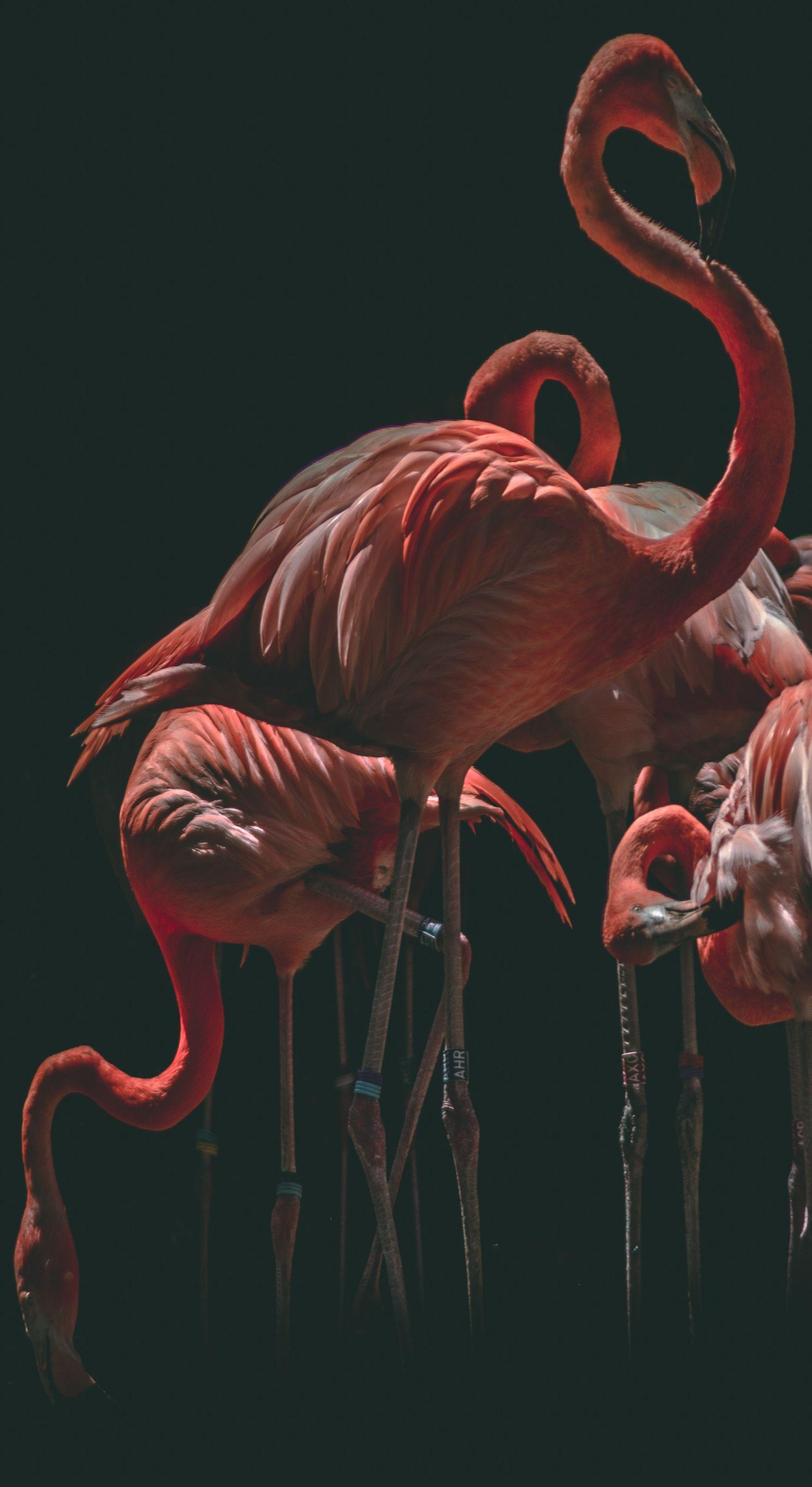 1579x2890 Flamingo In Black Room Phone Case. Cute background for phones, Animal wallpaper, Flamingo wallpaper
