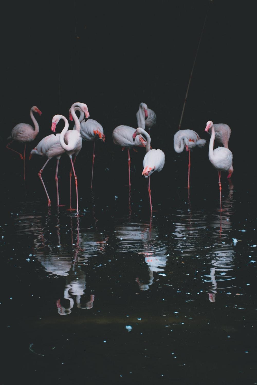 1000x1500 Flamingo Bird Picture. Download Free Image