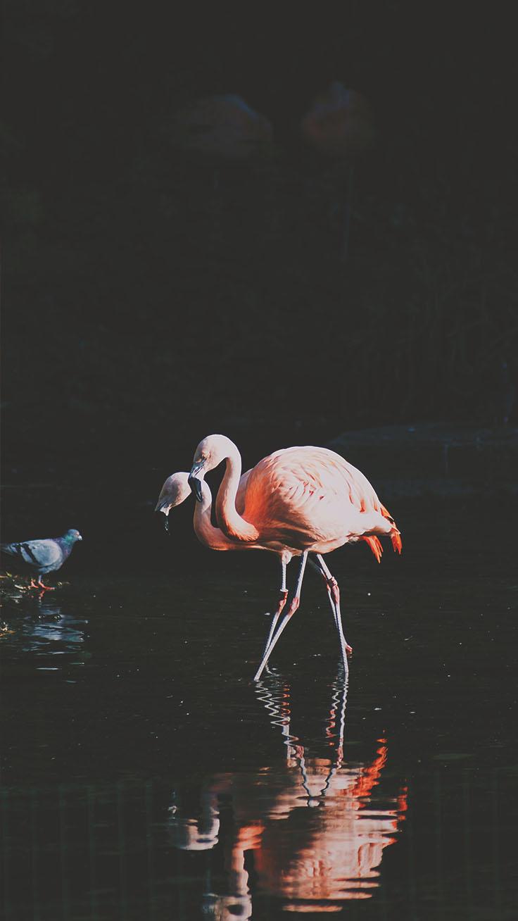 736x1308 Fancy Flamingo iPhone X Wallpaper