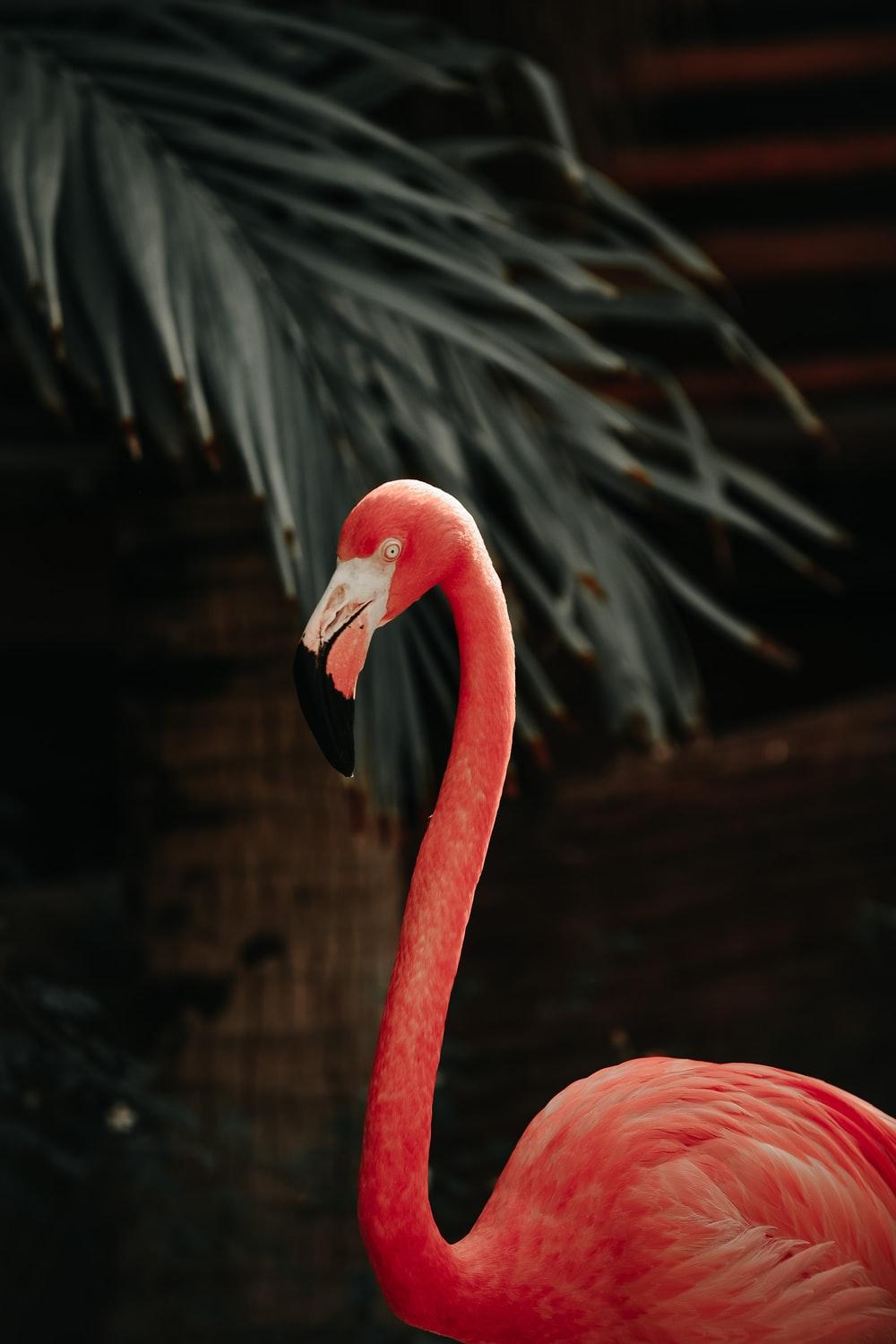 1000x1500 Flamingo Wallpaper: Free HD Download [HQ]