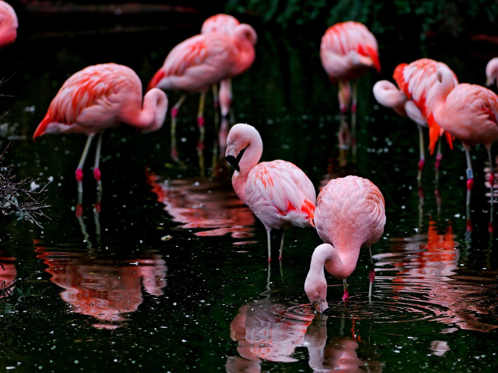 1600x1200 Wallpaper Flamingo Flock, Flamingoes, Flamingoes, Black • Wallpaper For You HD Wallpaper For Desktop & Mobile