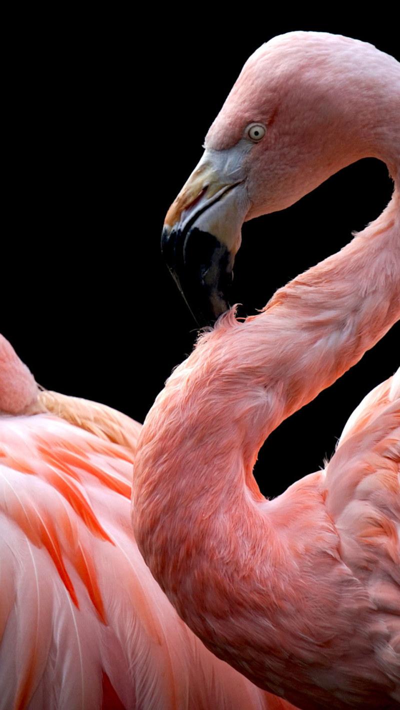 800x1420 Wallpaper Animals, Flamingos, Birds, Black Background • Wallpaper For You HD Wallpaper For Desktop & Mobile