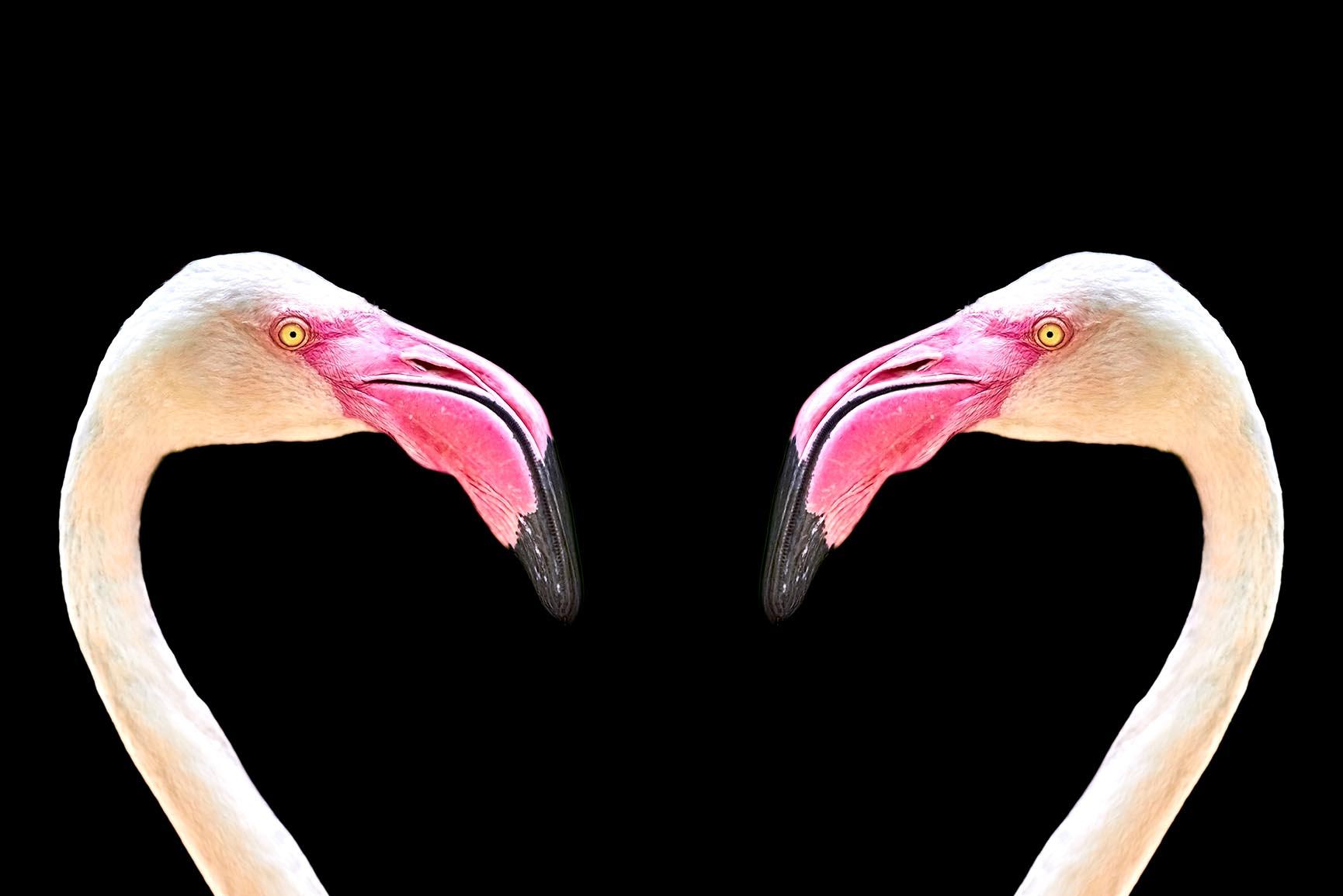 1730x1155 Fancy Flamingo iPhone X Wallpaper