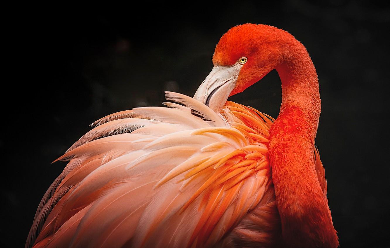 1332x850 Wallpaper look, pose, bird, portrait, feathers, black background, Flamingo, pink flamingos image for desktop, section животные