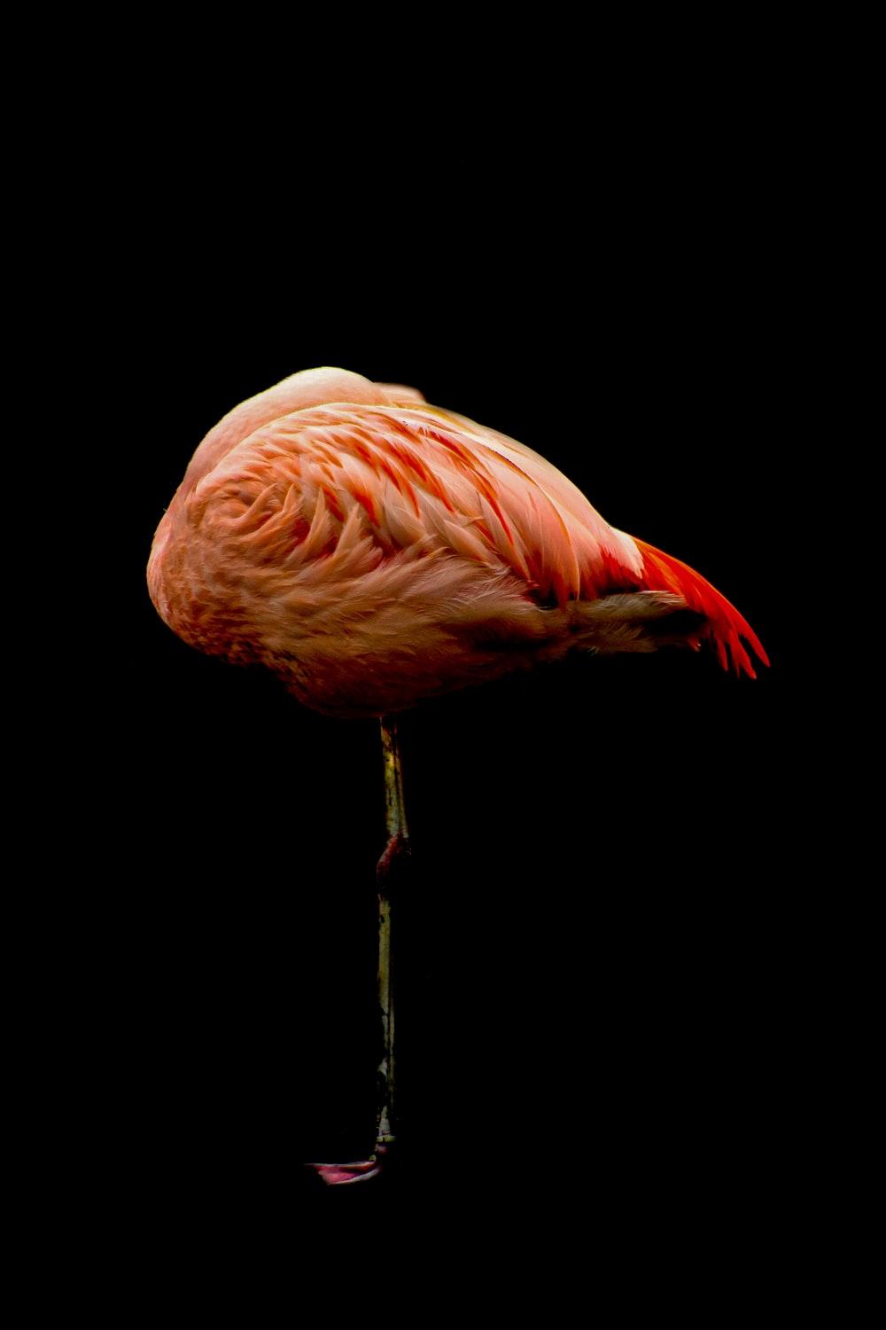 1000x1500 pink flamingo with black background photo