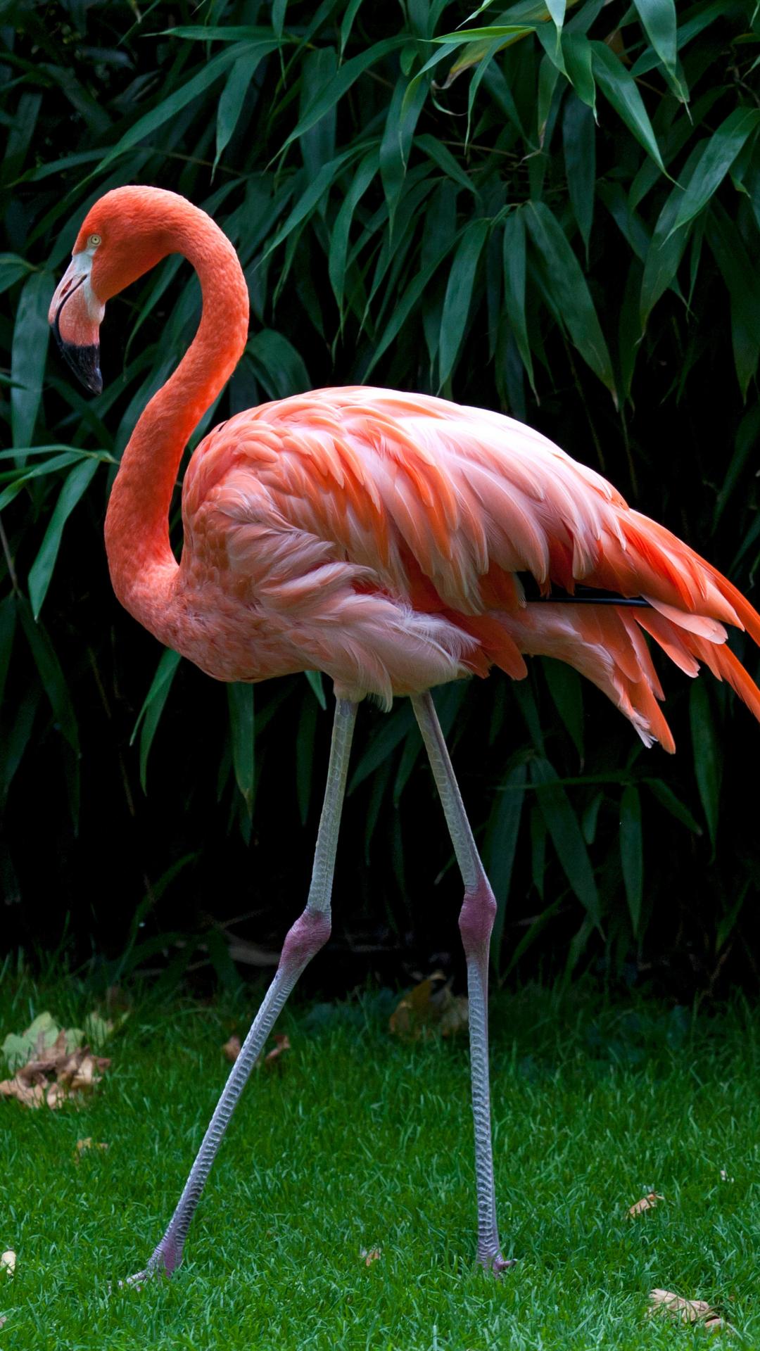 1080x1920 Flamingos HD