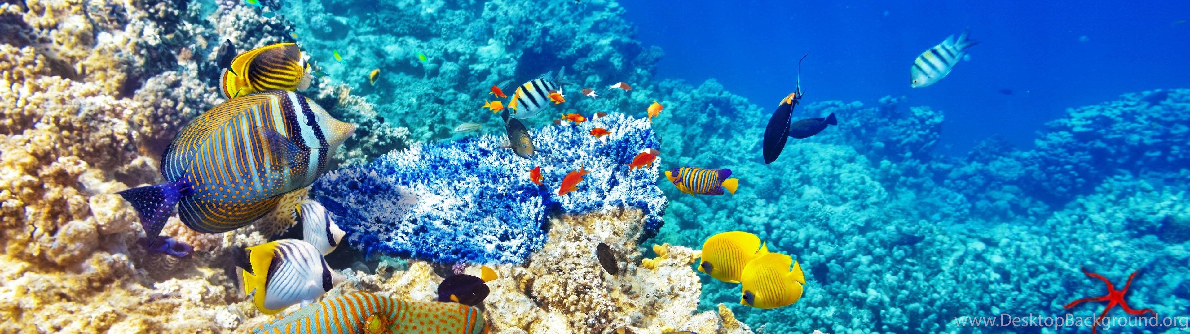 Ocean Underwater Coral Reef Wallpaper