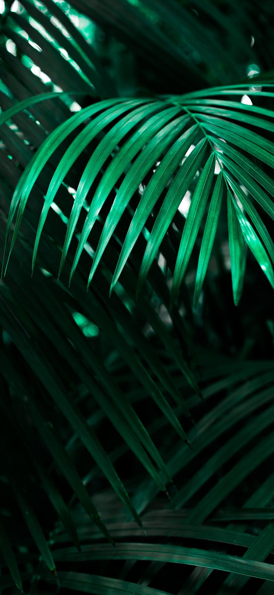 Green iPhone XR Wallpapers Top Free Green iPhone XR Backgrounds