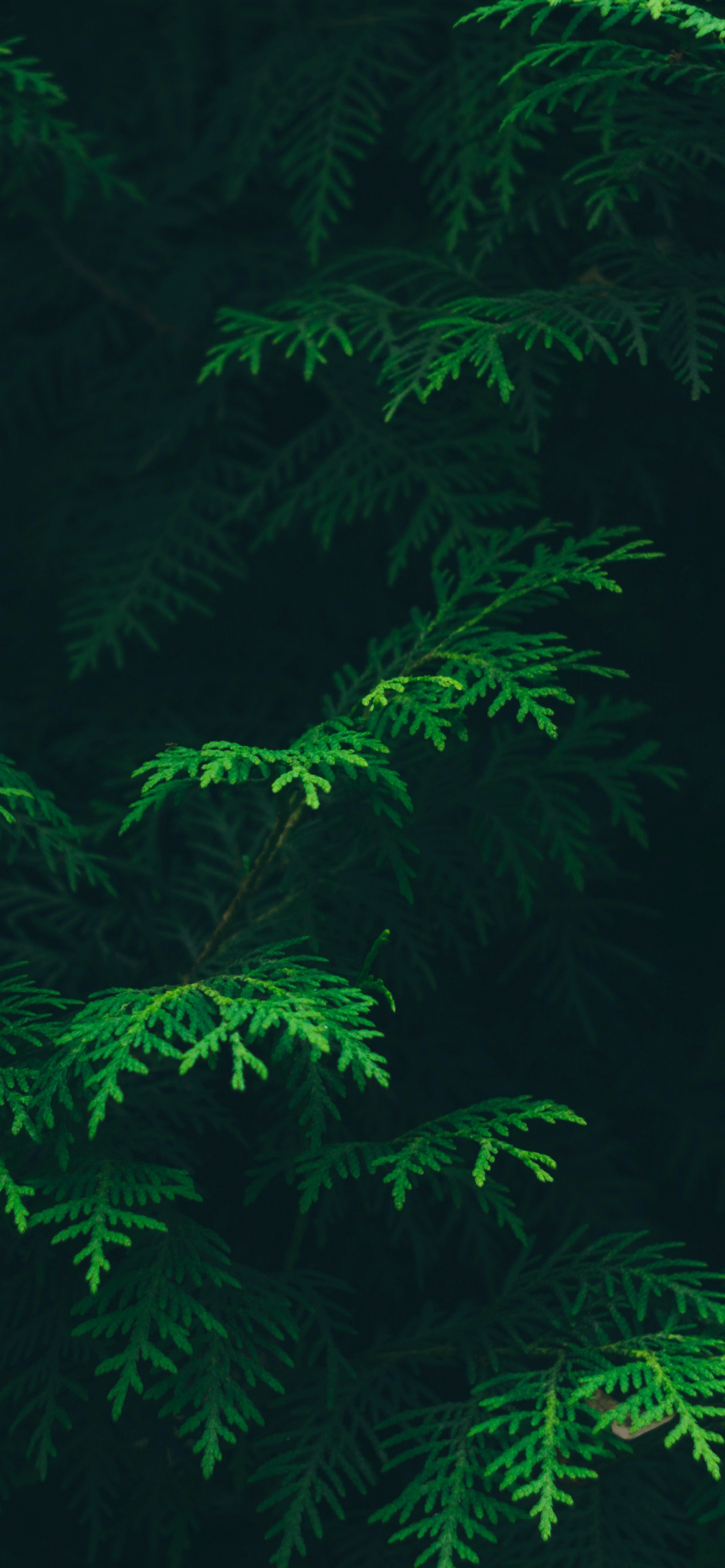 1242x2688 wallPAPer. Wallpaper trends, Live wallpaper iphone, Beautiful flowers wallpaper