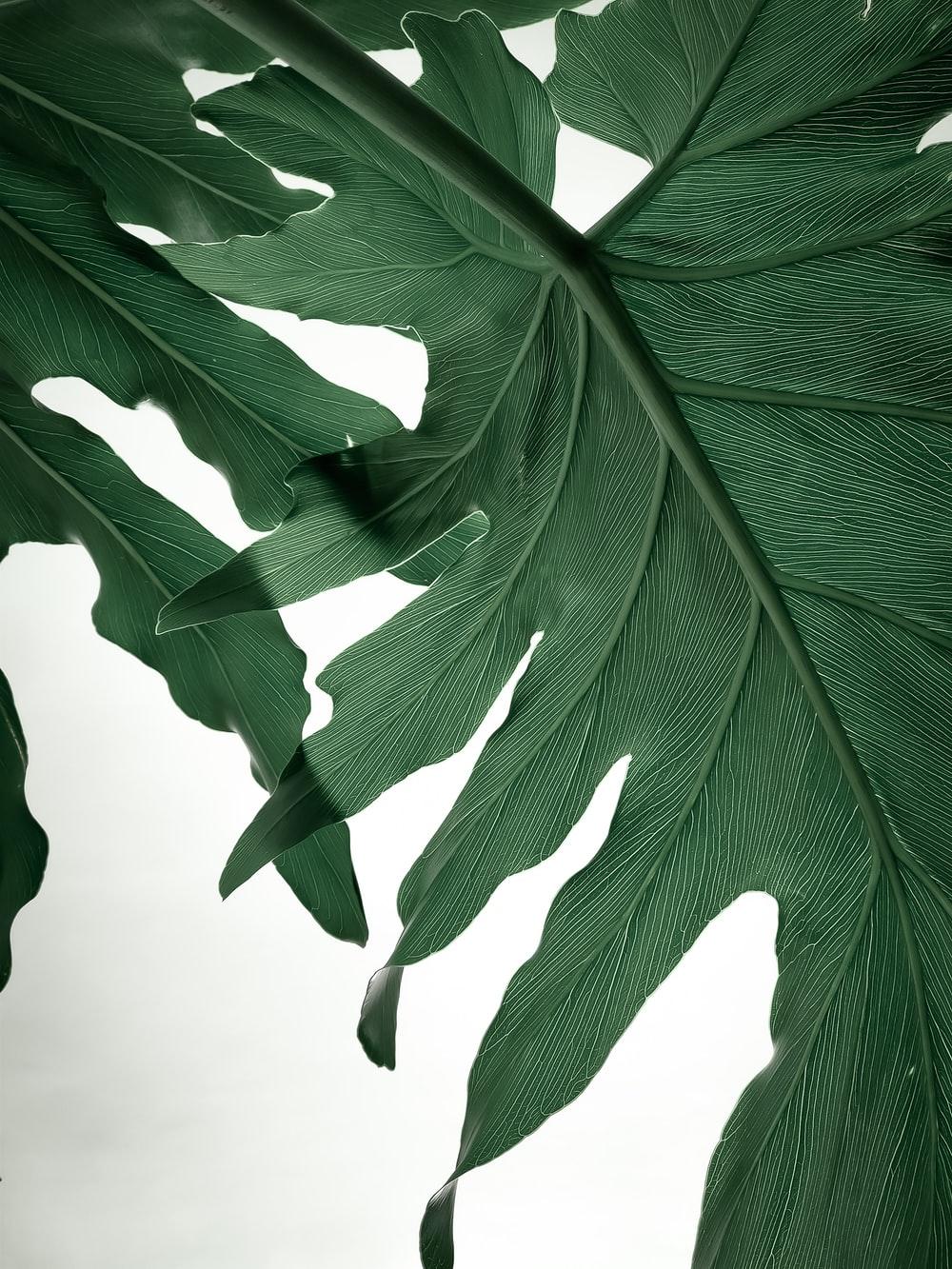 1000x1333 Plant Wallpaper Picture. Download Free Image