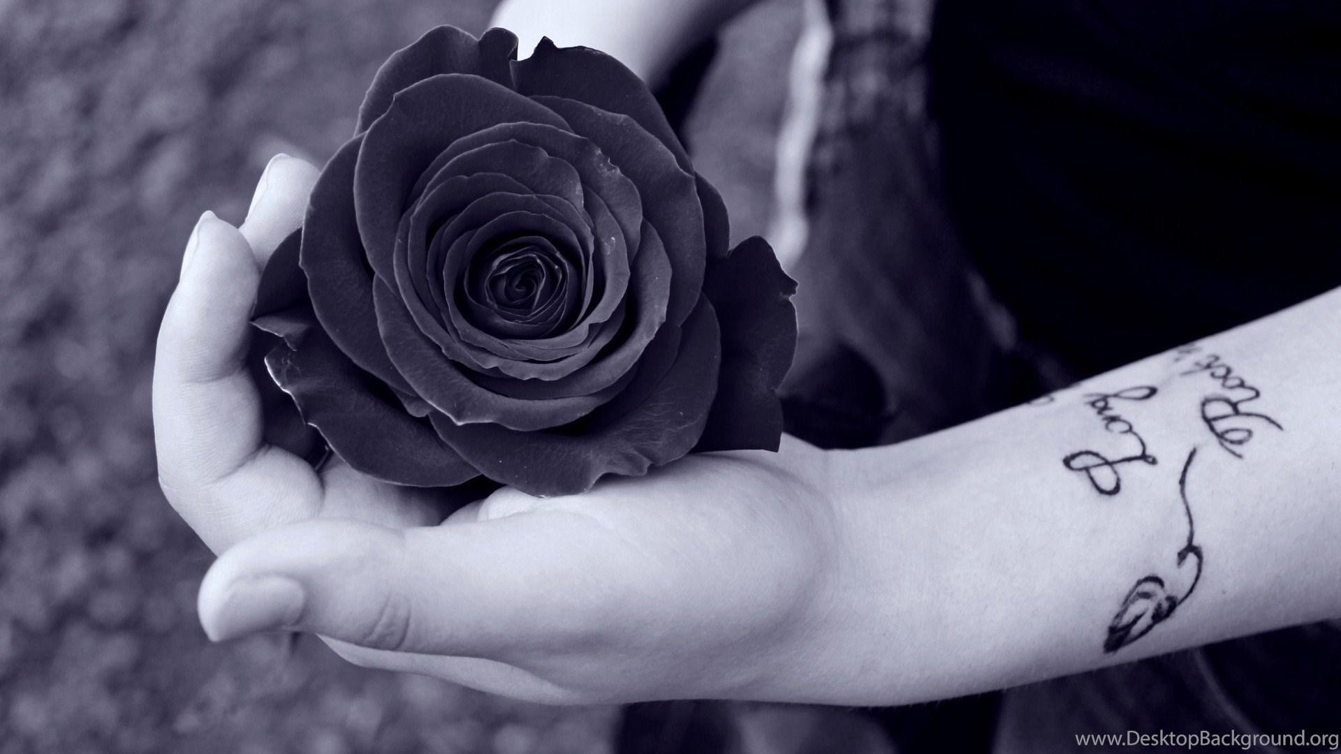 1920x1080 Wallpaper Black Rose In Girls Hand HD Wallpaper Desktop Background