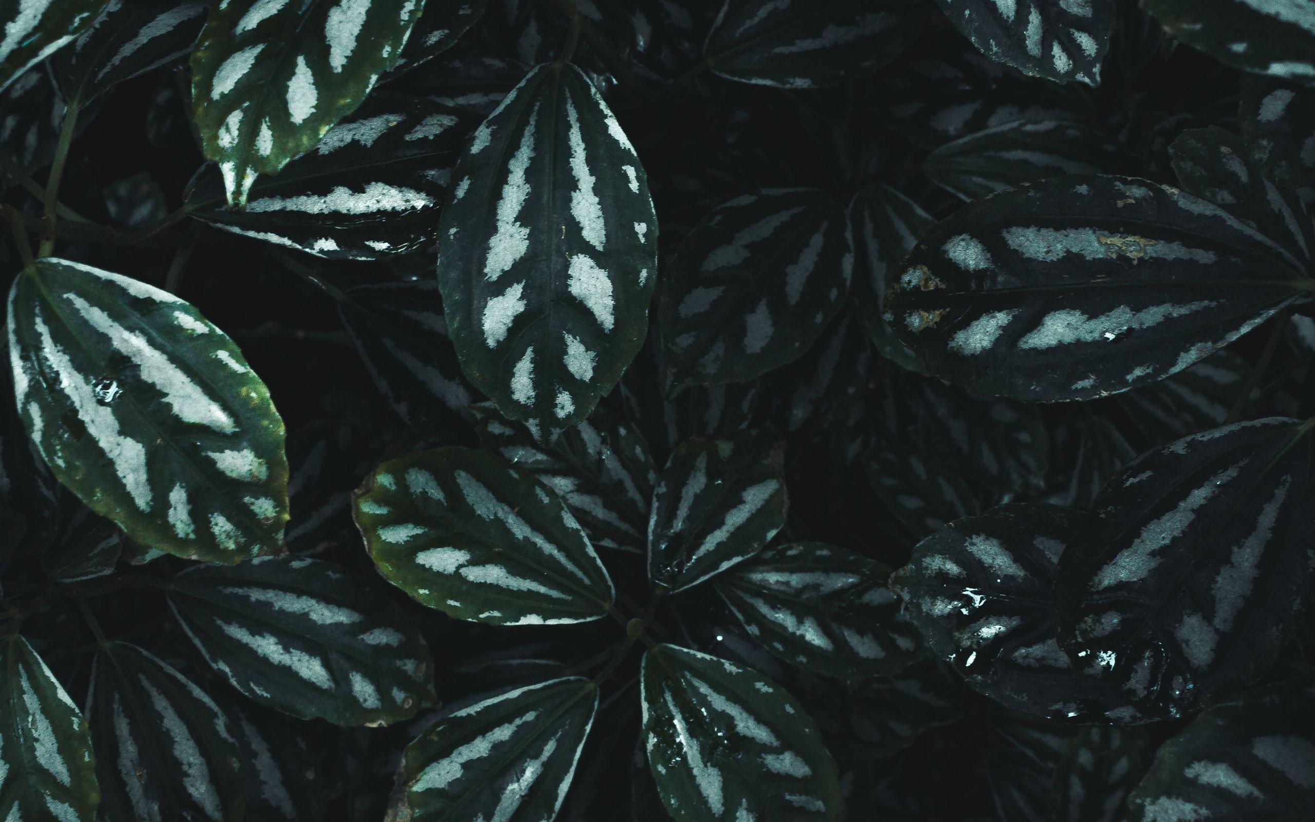 Green Plant Desktop Wallpapers Top Free Green Plant Desktop Backgrounds WallpaperAccess