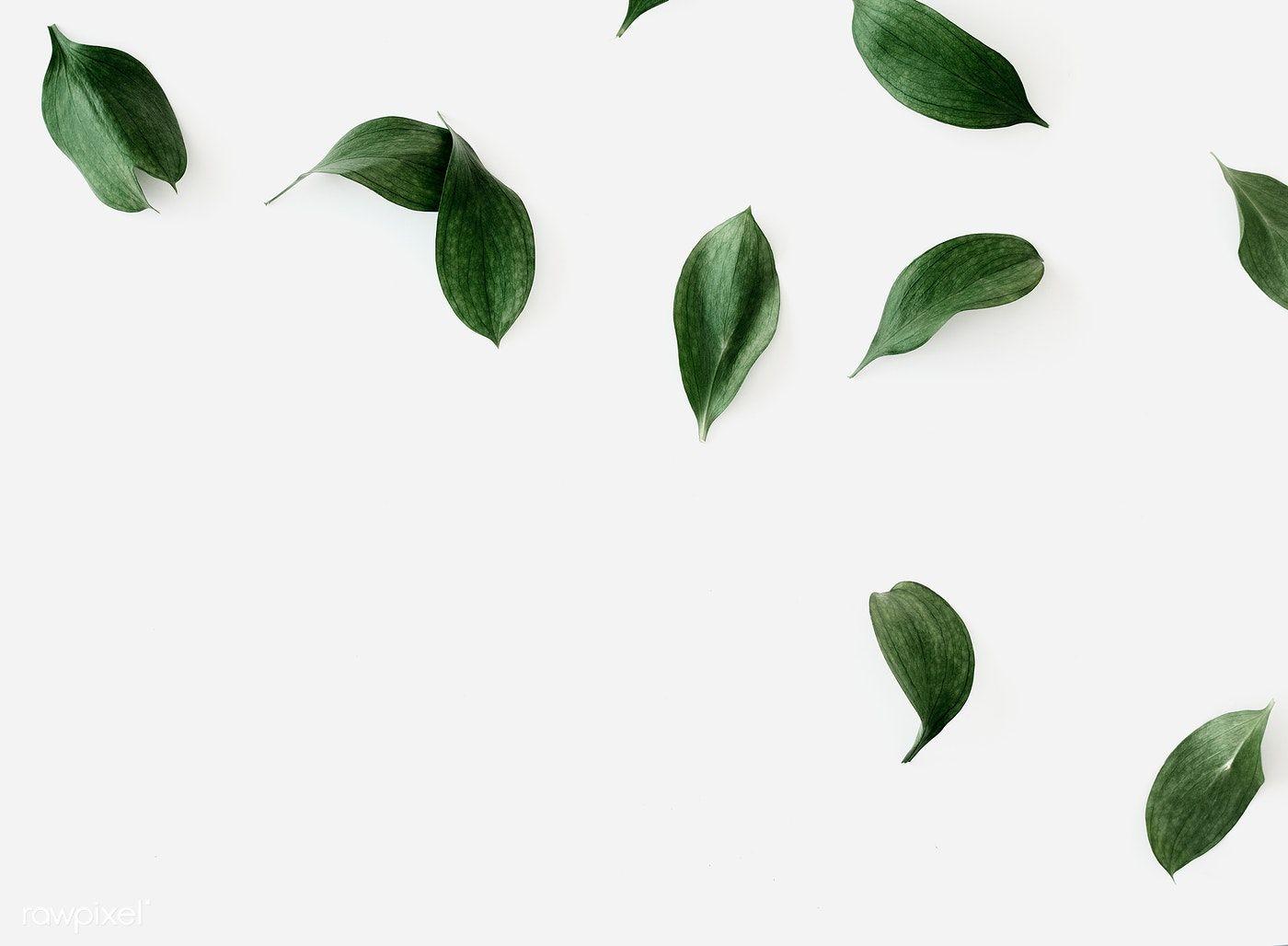 1400x1028 Green leaves on white background. free image / Ake. Green leaves, White background, Leaves wallpaper iphone