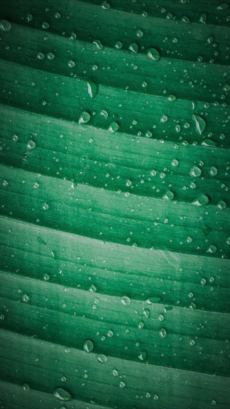 750x1334 Fresh grass wallpaper. Green wallpaper, Grass wallpaper, Cool wallpaper