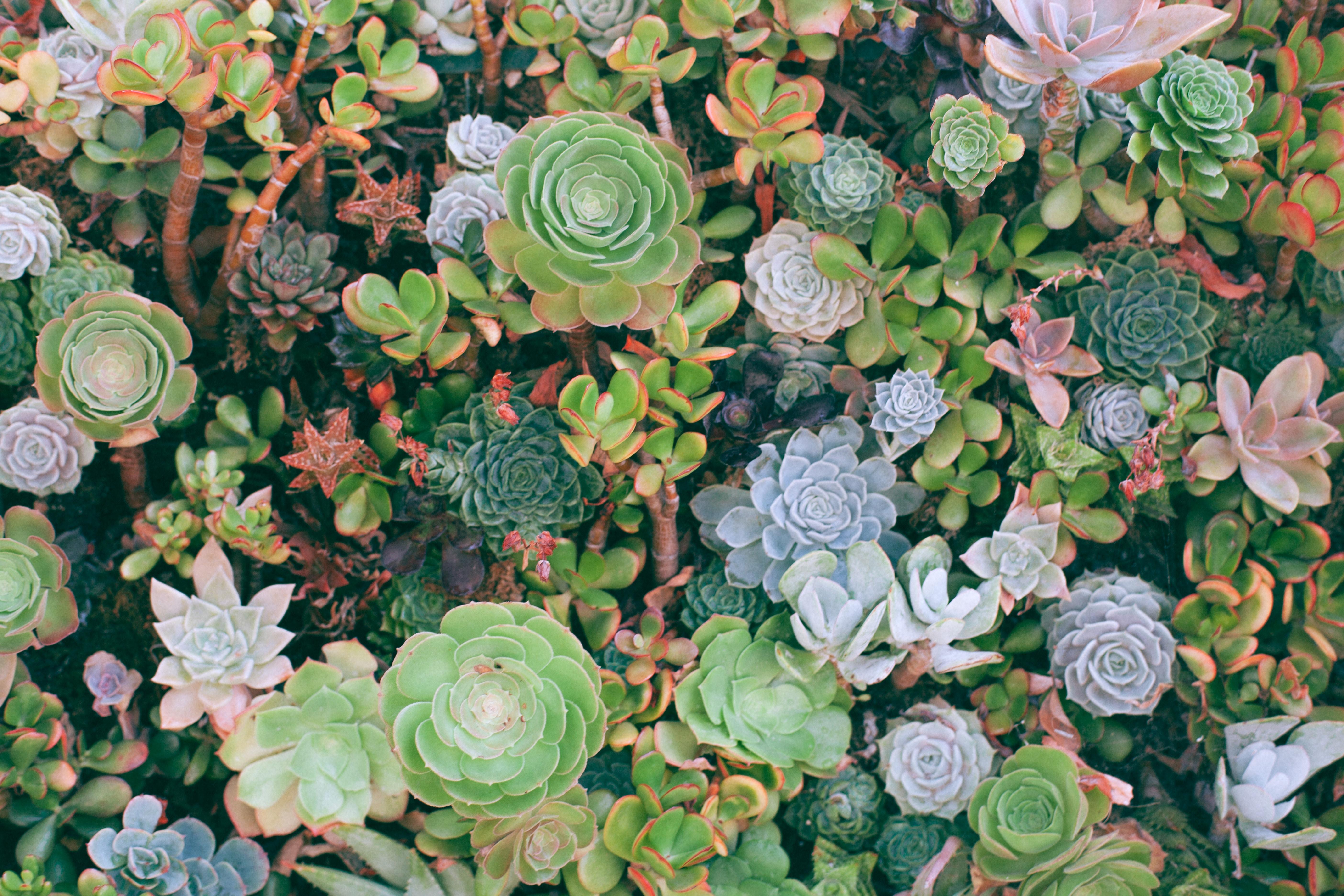 5616x3744 5616x3744 #desktop, #depth, #juicy, #eternal, #flower, #flora, #los angele, #cactuse, #background, #raritet, #wallpaper, #succulent, #petal, #leaves, #rainbow, #PNG image, #green, #colorful, #nature, #plant. Mocah HD Wallpaper