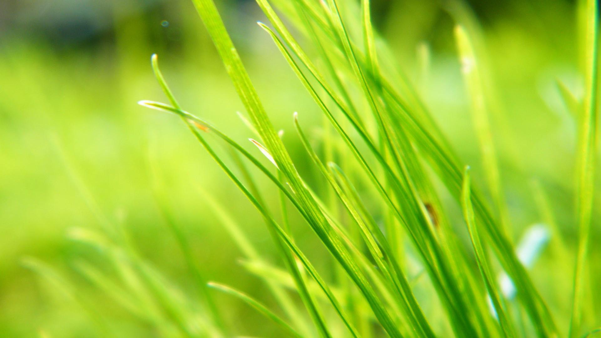 1920x1080 Hd Green Pure And Fresh Plant Desktop Background Widescreen Grass HD Wallpaper
