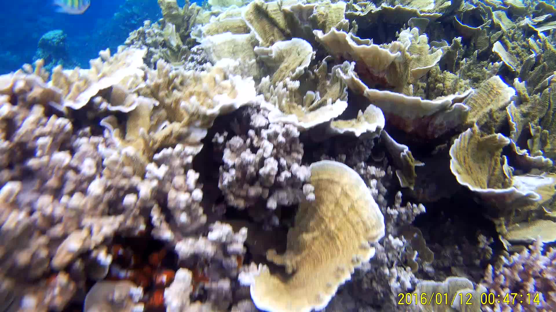 Coral Reef 4K Dual Monitor Wallpapers - Top Free Coral Reef 4K Dual