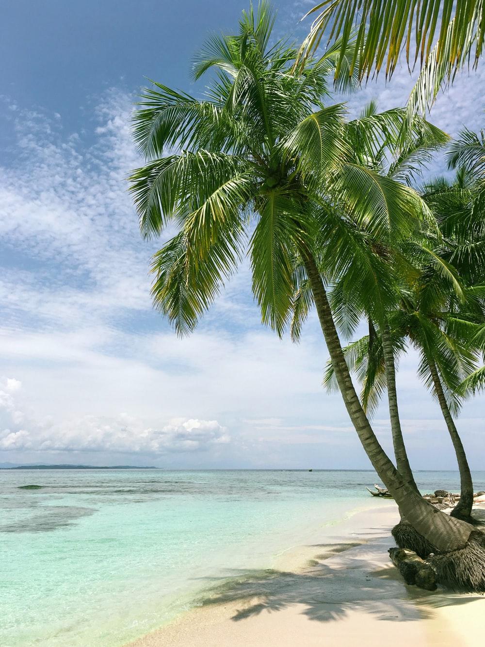 1000x1333 Palm Tree Beach Picture. Download Free Image