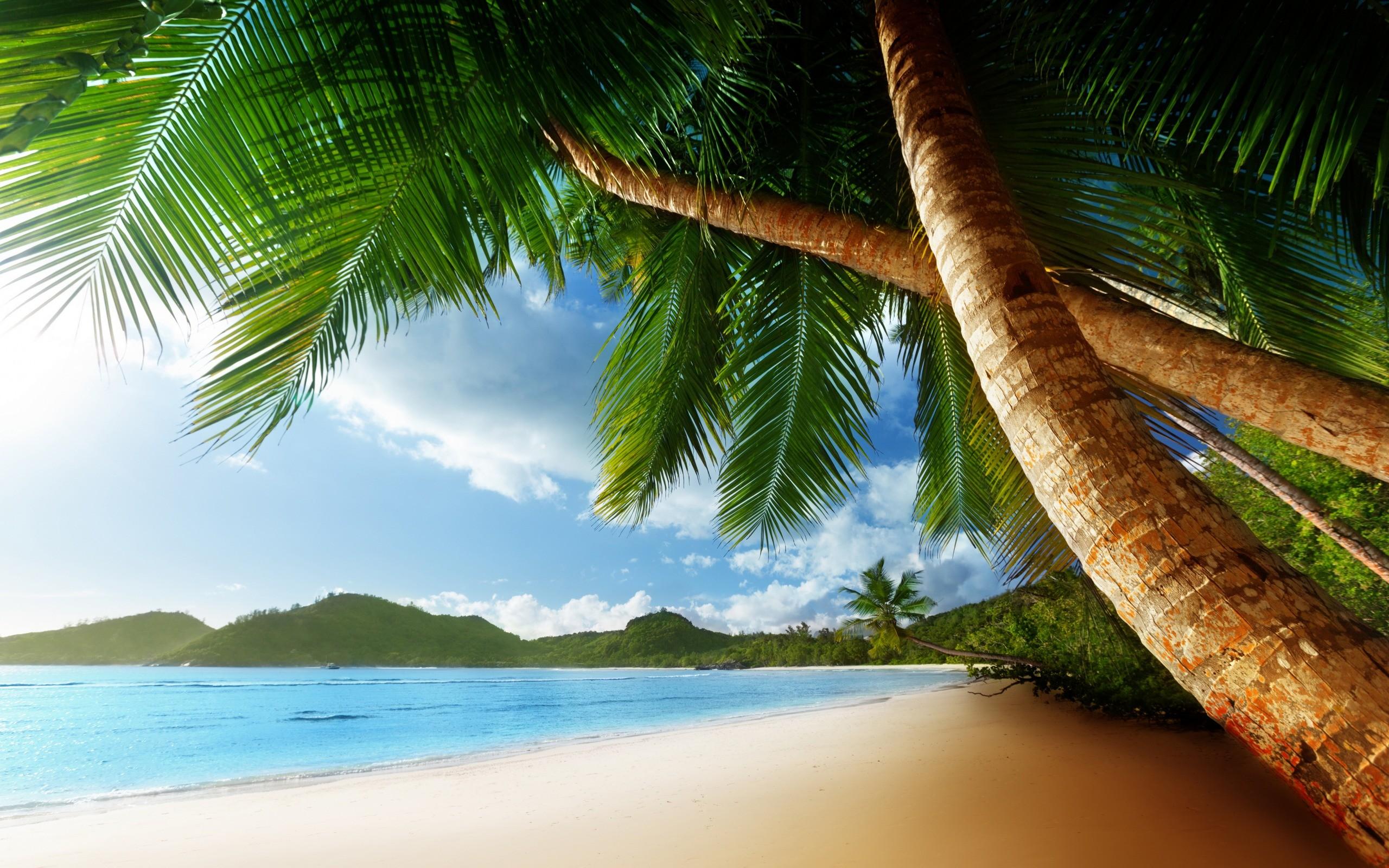2560x1600 tropical, Palm, Trees, Beach, Ocean, Trees Wallpaper HD / Desktop and Mobile Background
