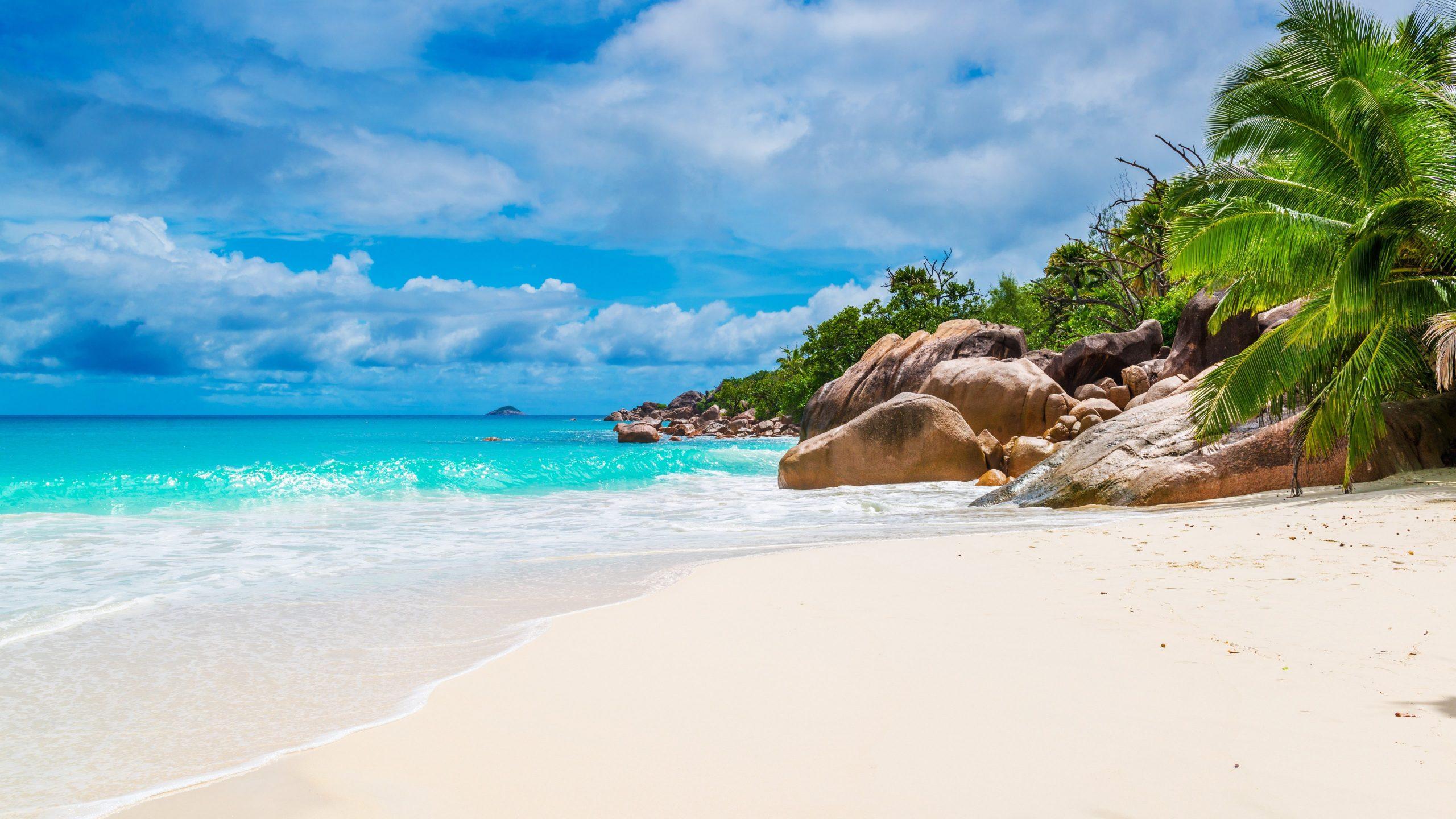 2560x1440 Sea, bay, palm tree, summer, vacation, coast, ocean, shore wallpaper • Wallpaper For You HD Wallpaper For Desktop & Mobile