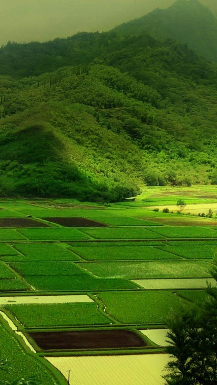 736x1308 31++ HD Nature Green Wallpaper Wallpaper. Android wallpaper HD nature, HD nature wallpaper, Android wallpaper nature