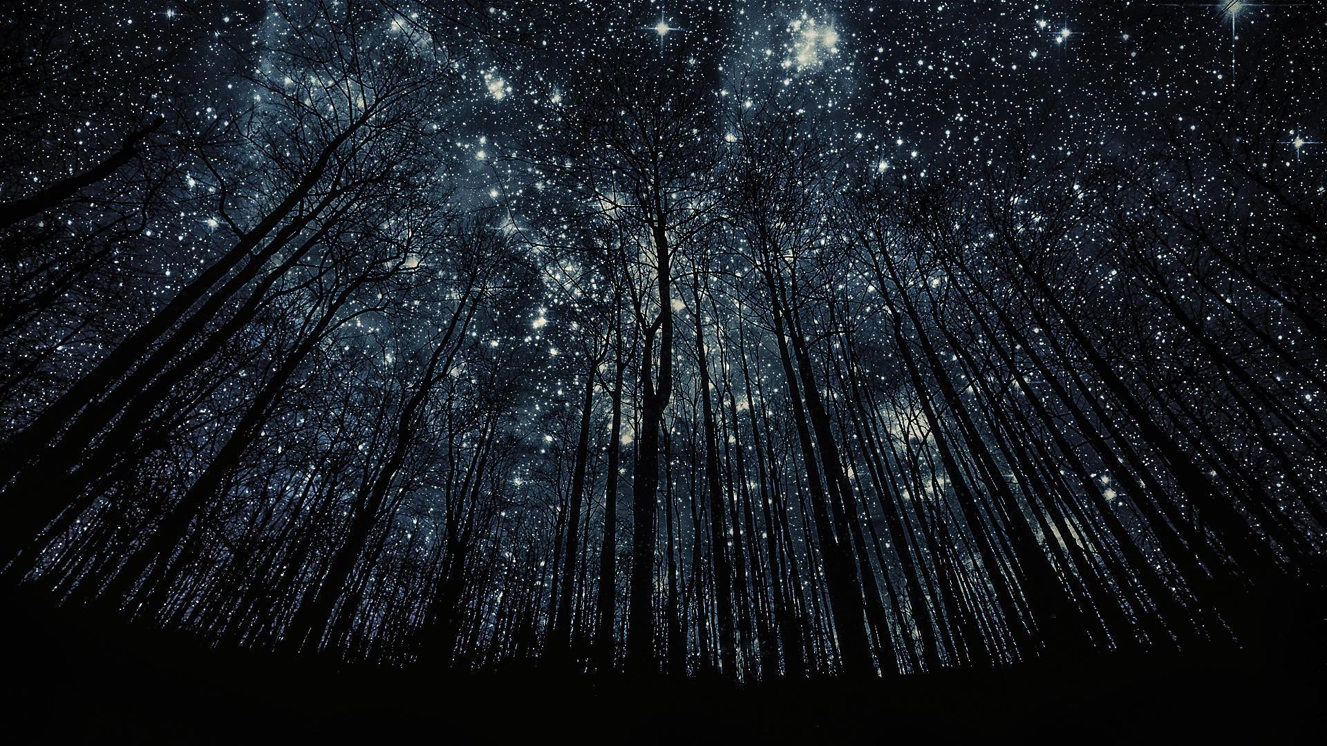 Forest Stars Wallpapers - Top Free Forest Stars Backgrounds ...