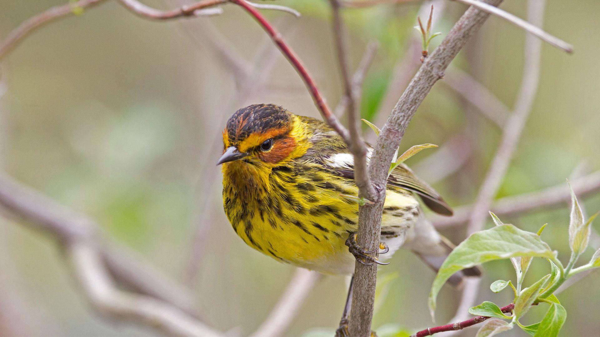 1920x1080 Male Cape May Warbler In Spring (© JZHunt Getty Image Plus). Male Cape, Beautiful Birds, Bird Species
