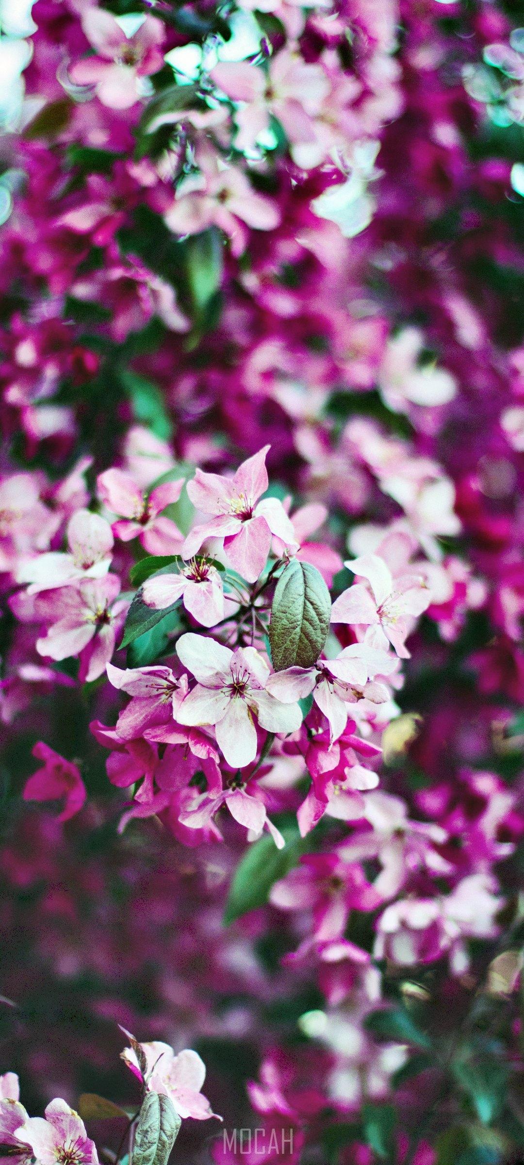 1080x2400 Samsung Galaxy S20 FE 5G HD wallpaper, Background