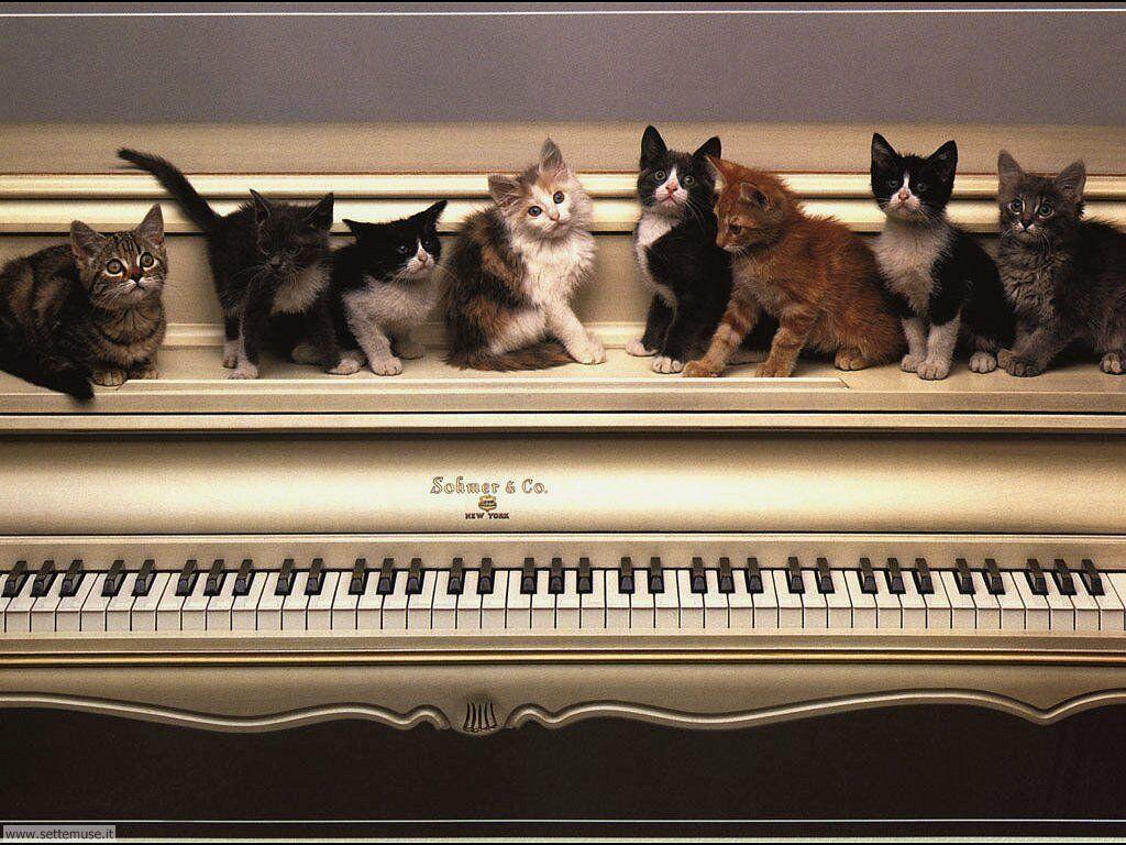 1024x768 Cats and The Sound of Music. ideas. cats, cats and kittens, cute cats