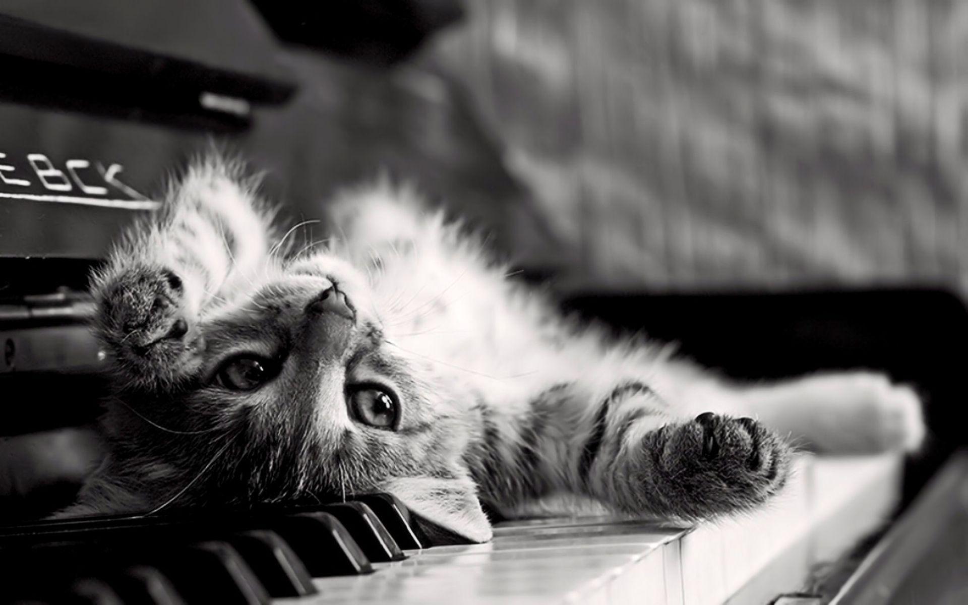 1920x1200 DESKTOP PICTURES. Cats, Cat quotes, Cat pics
