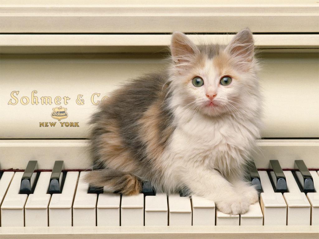 1024x768 Cat On Piano Christian Wallpaper Free Download - 淺 三 花 貓