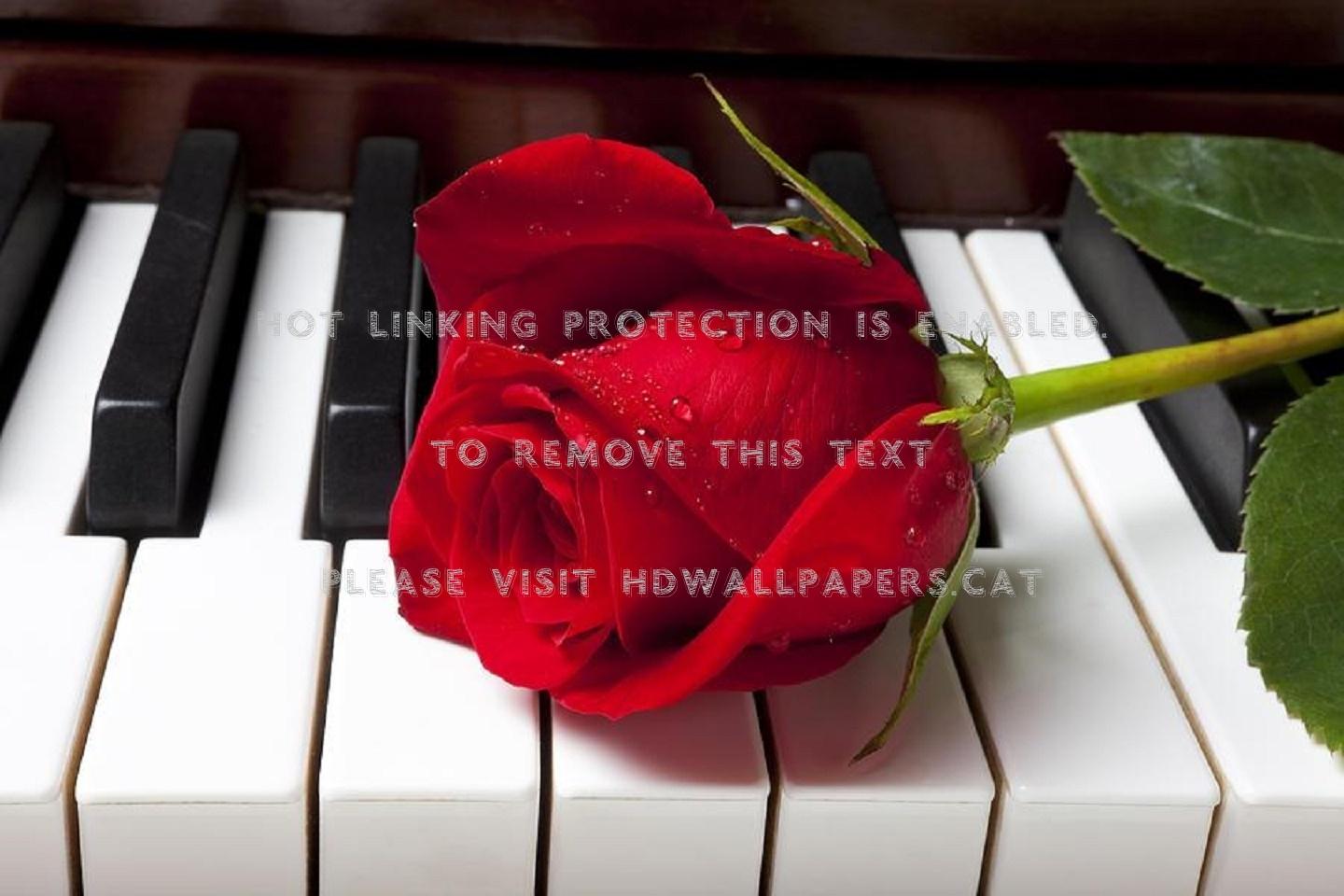 1440x960 rose on piano photography pretty lovely all